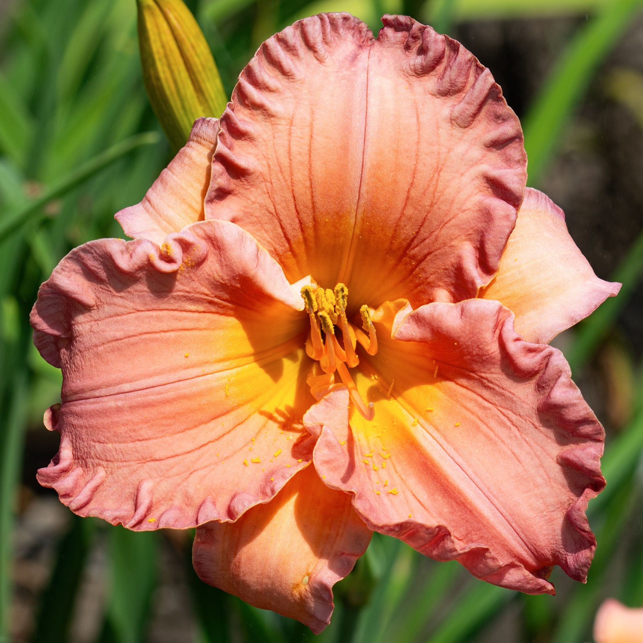 Daylily, Smoky Mountain Autumn