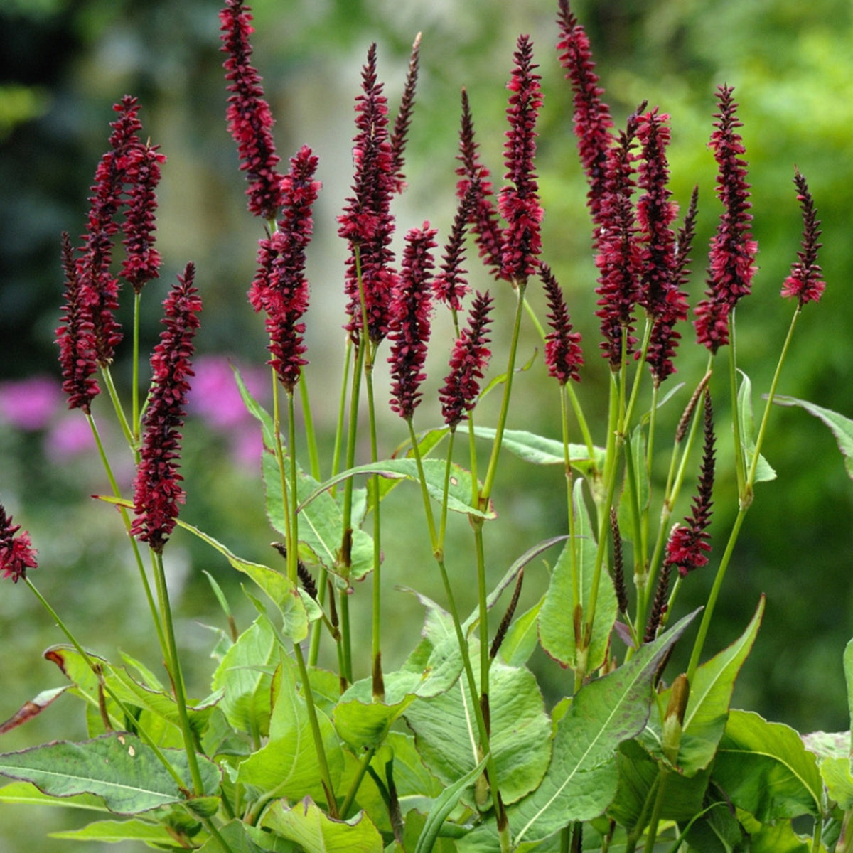 Persicaria, Blackfield