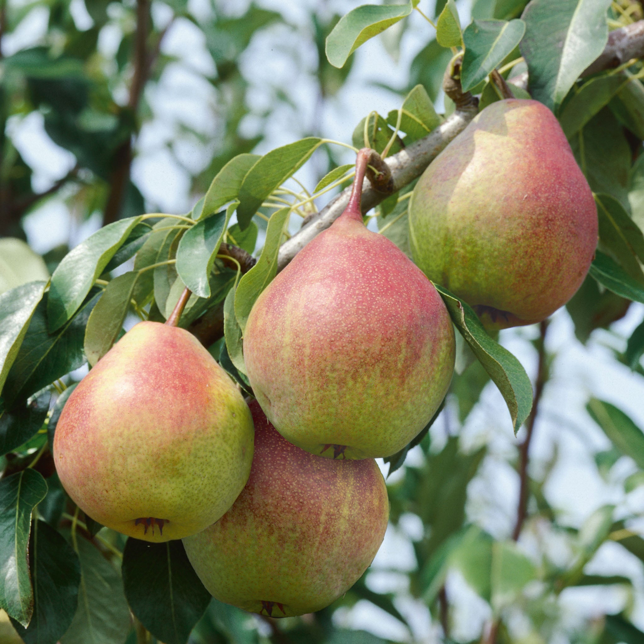 Pear, Dwarf, Seckel (natural dwarf)