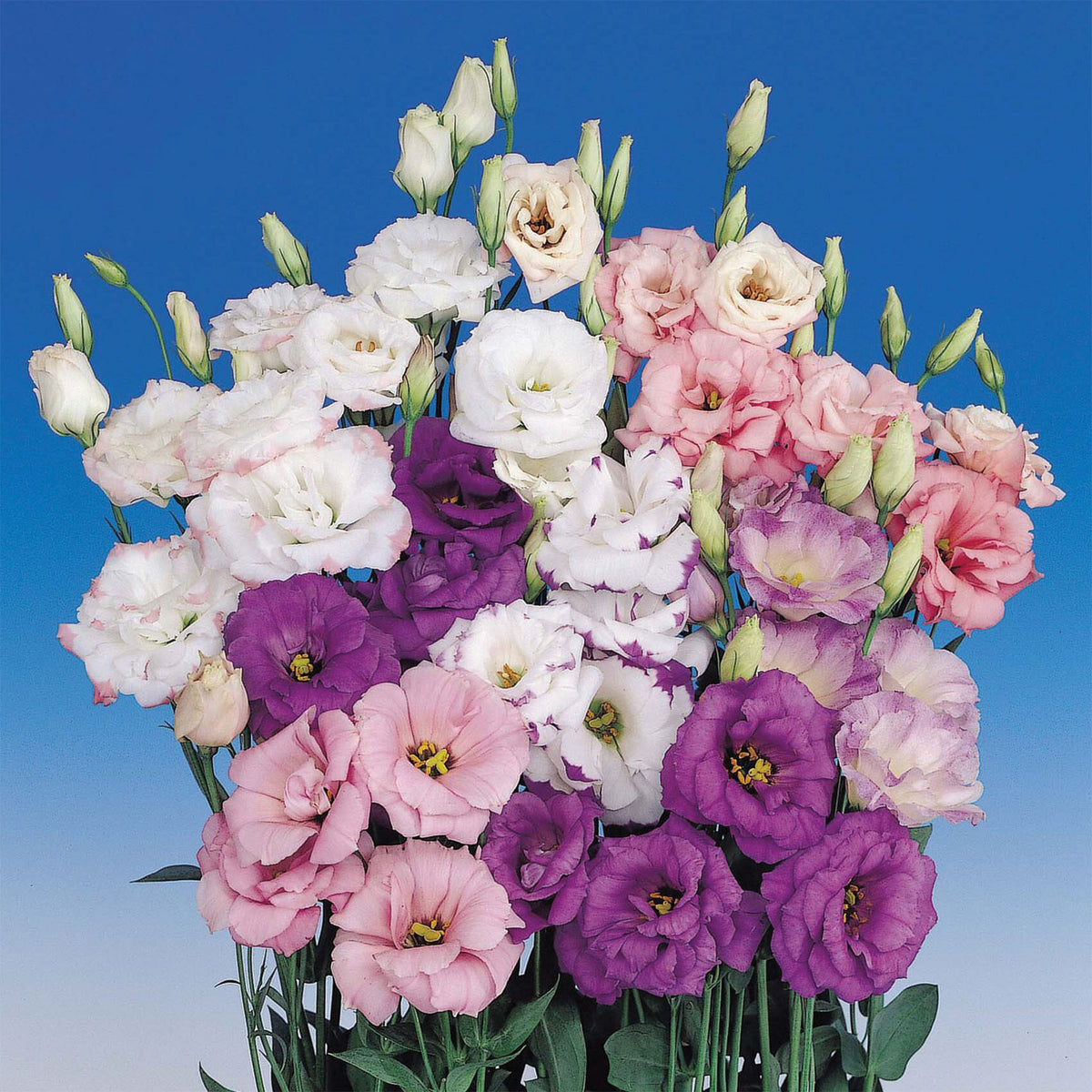 Lisianthus, Echo Double Mix Hybrid