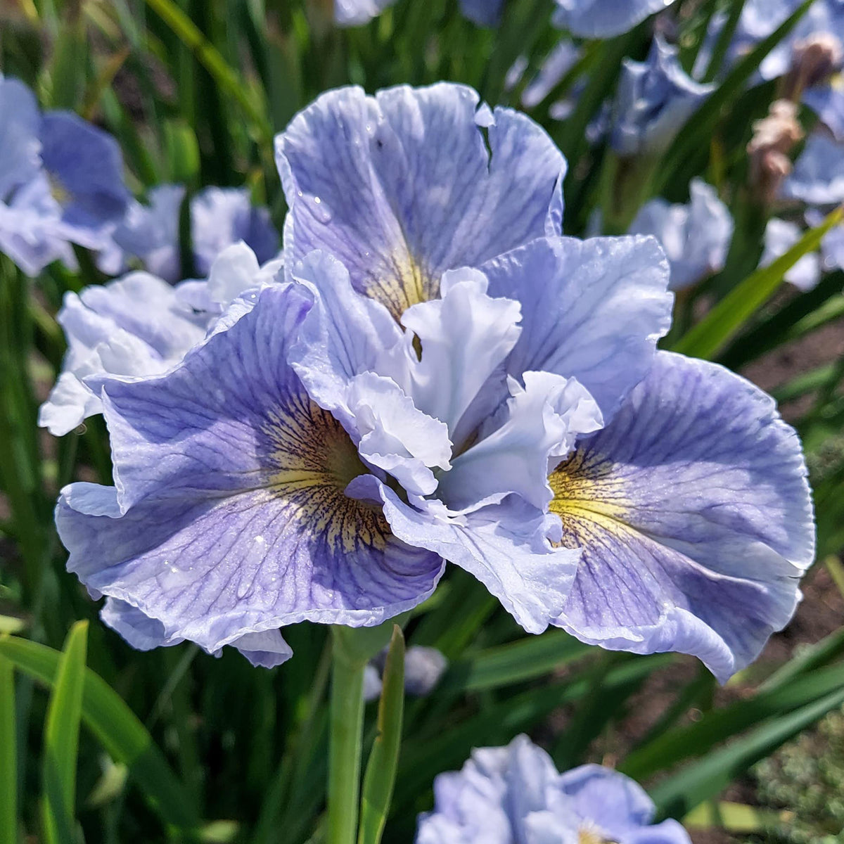 Iris, Siberian, Mission Bay
