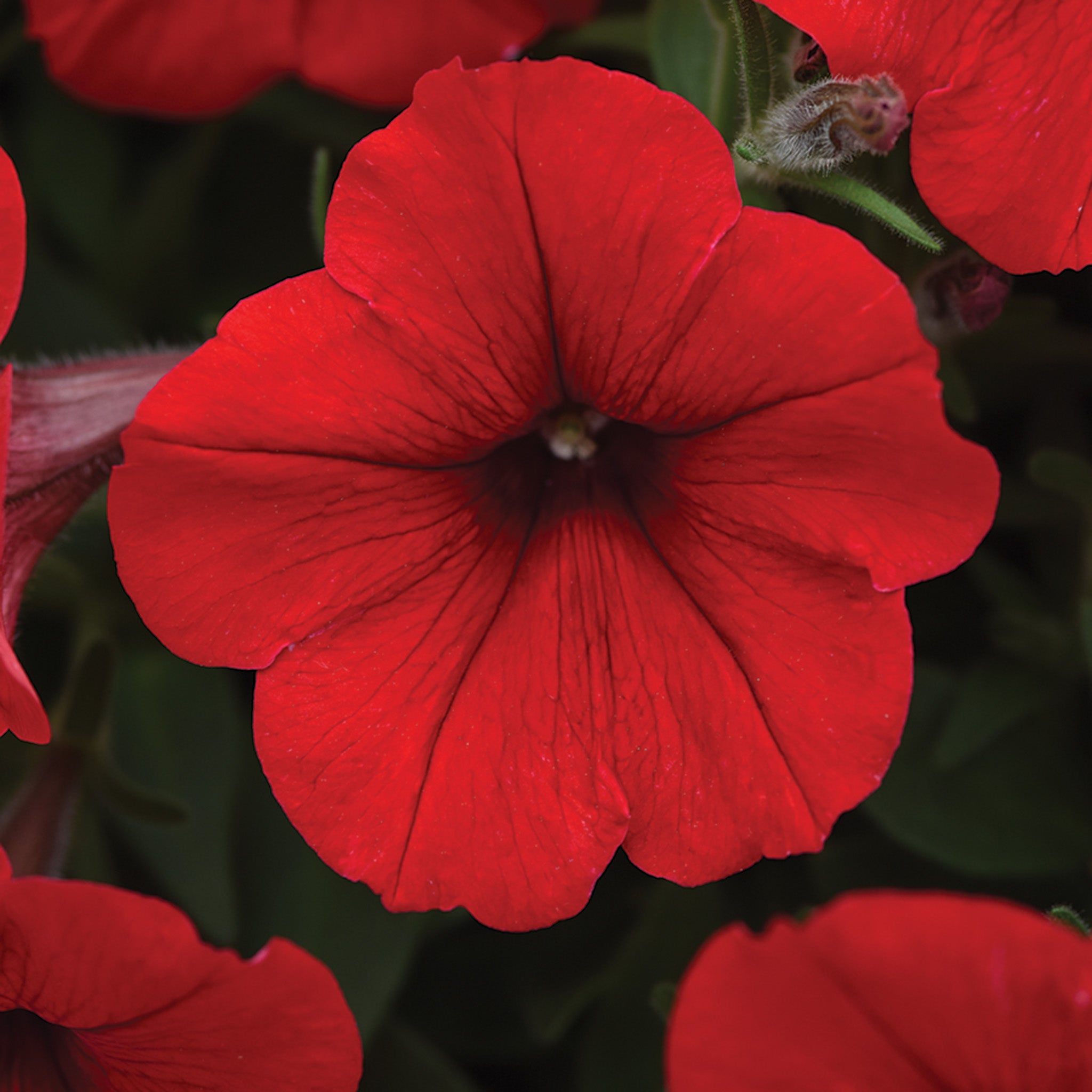 Petunia, E3 Easy Wave® Red Hybrid