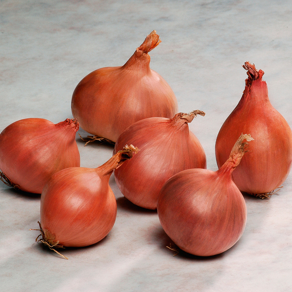 Shallots, Ambition Hybrid