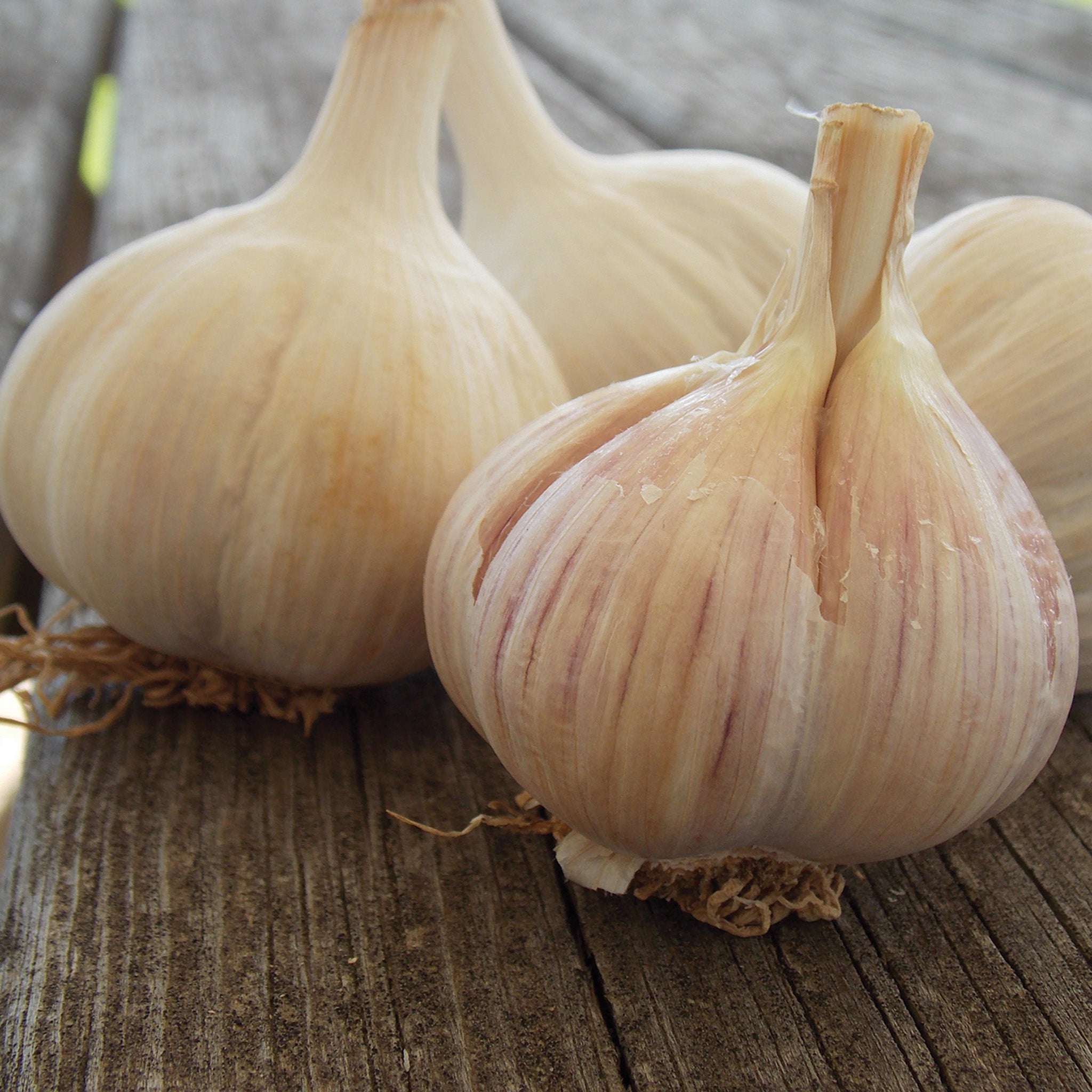 Garlic, German Porcelain, 1/2 Lb