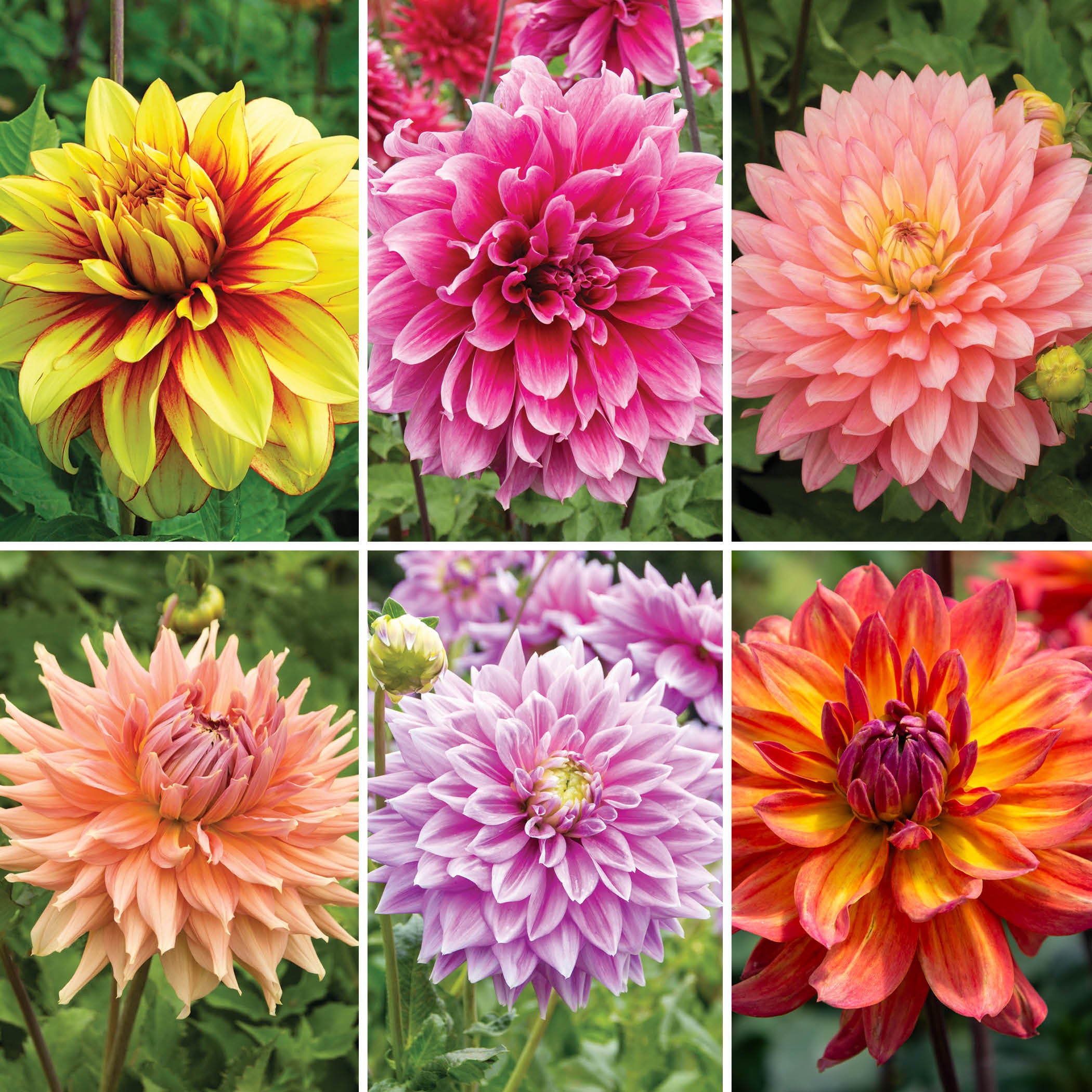 Dahlia Offer #2