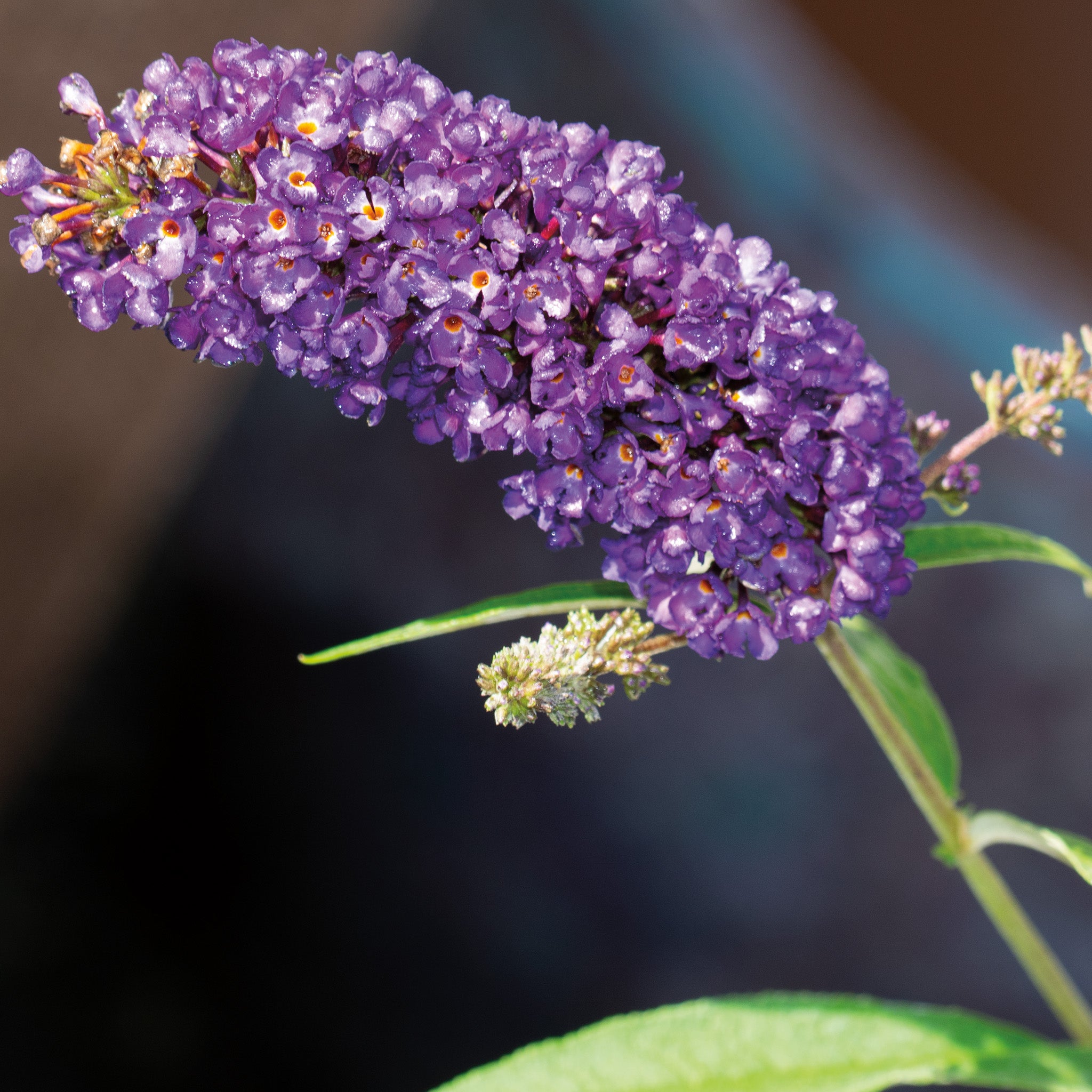 Butterfly Bush, Black Knight