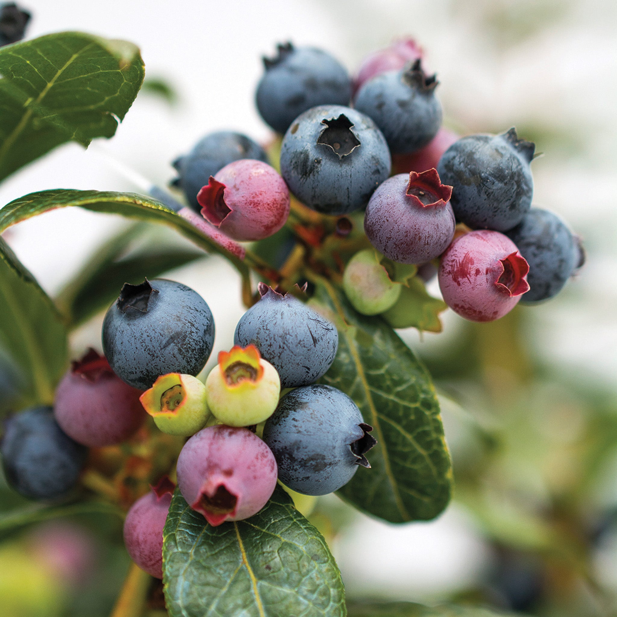 Blueberry, Bushel & Berry®, Perpetua