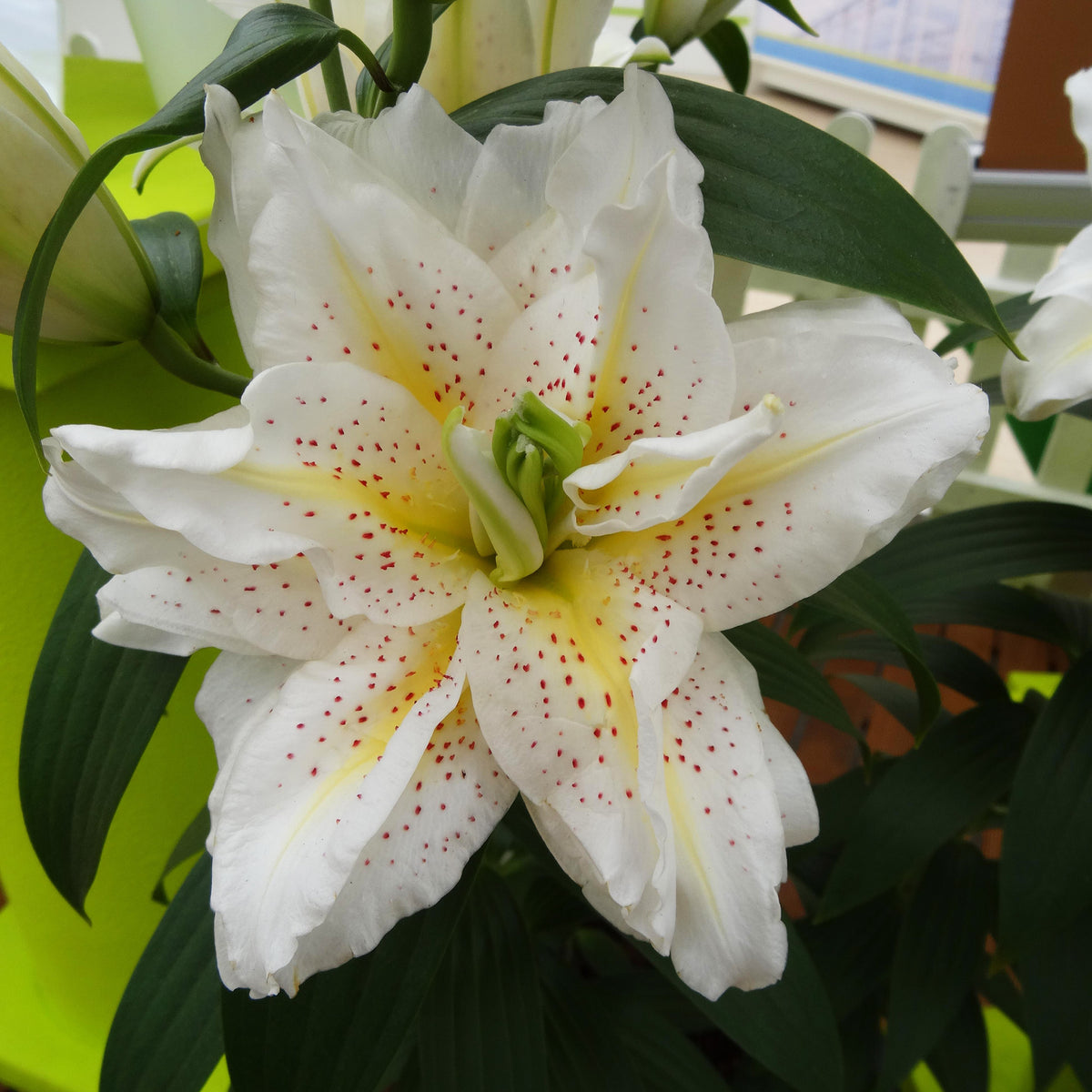 Lily, Oriental Hybrid, Roselily™ Sita Double Hybrid, 3 Pack