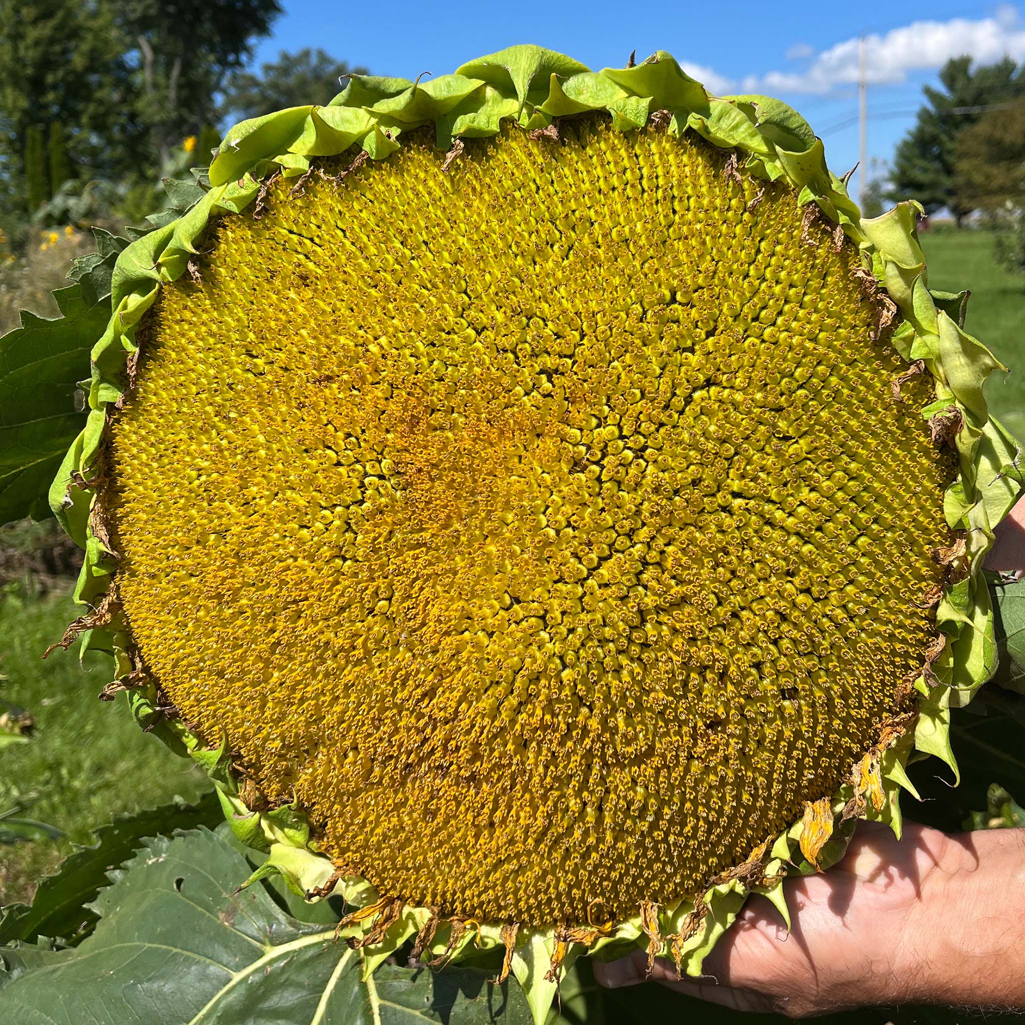 Sunflower, Sunspot