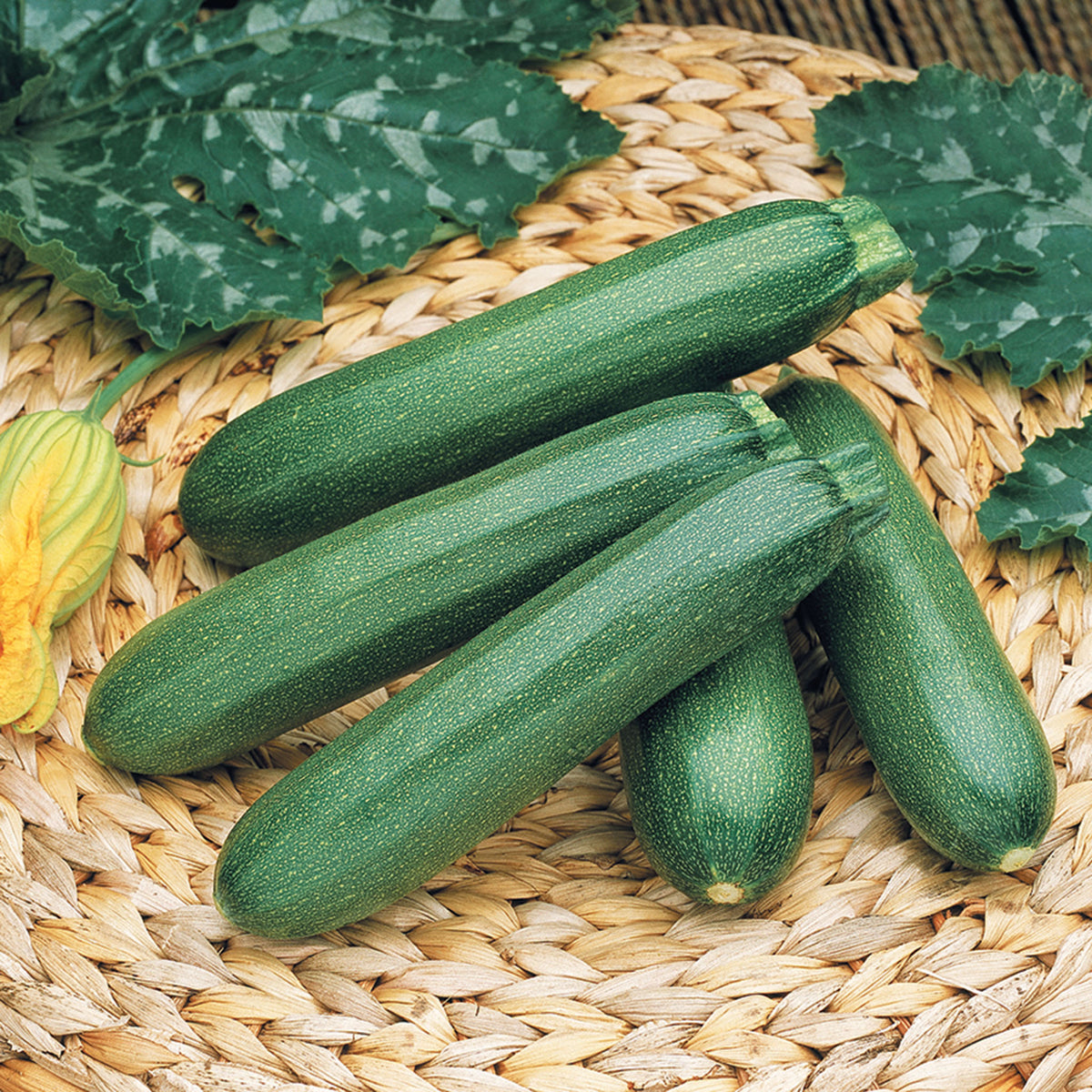 Squash, Summer, Payroll Hybrid