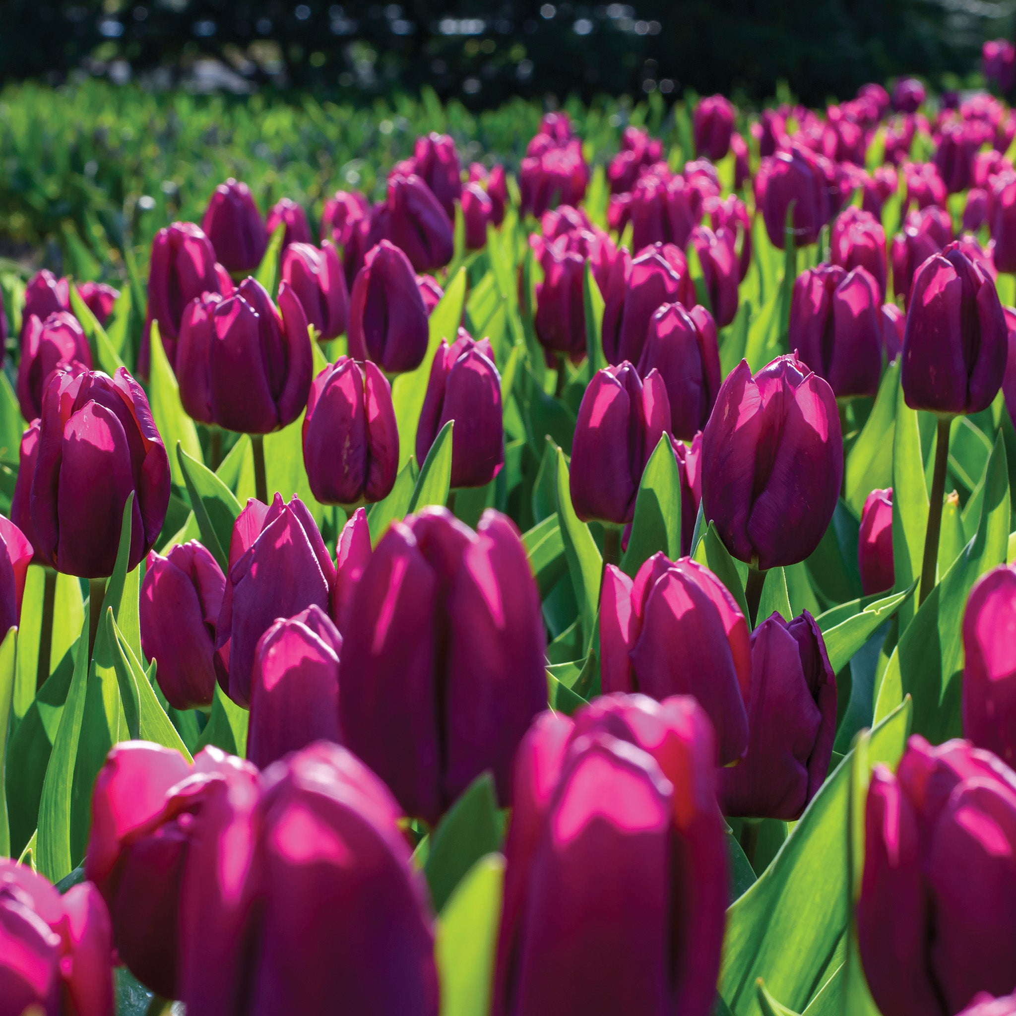 Tulip, Purple Prince, 10 Pack