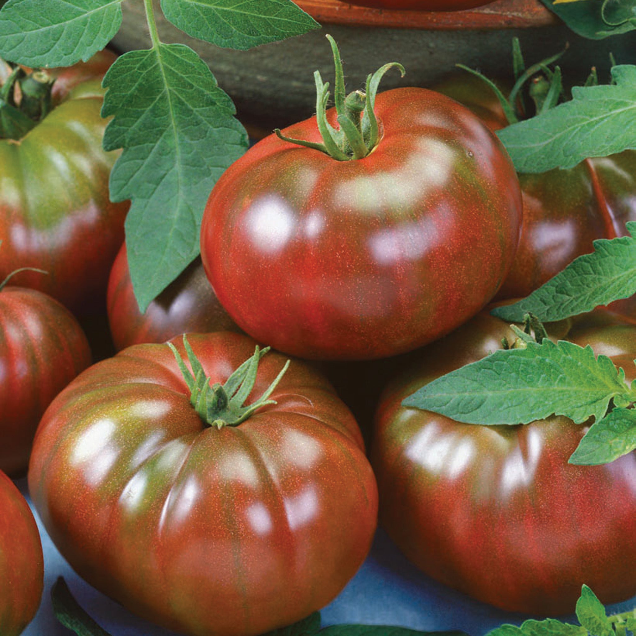Tomato, Chef's Choice Black Hybrid