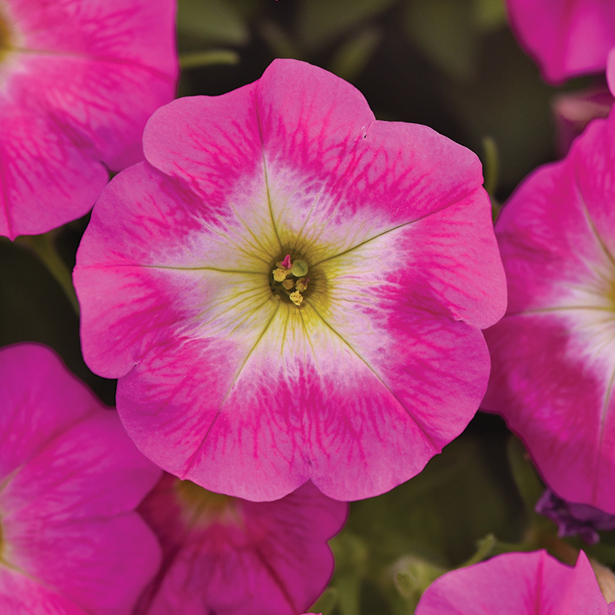 Petunia, E3 Easy Wave® Rose Morn Hybrid