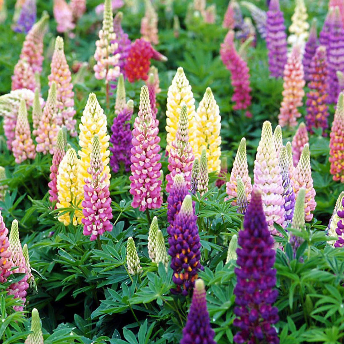 Lupine, Popsicle Mix