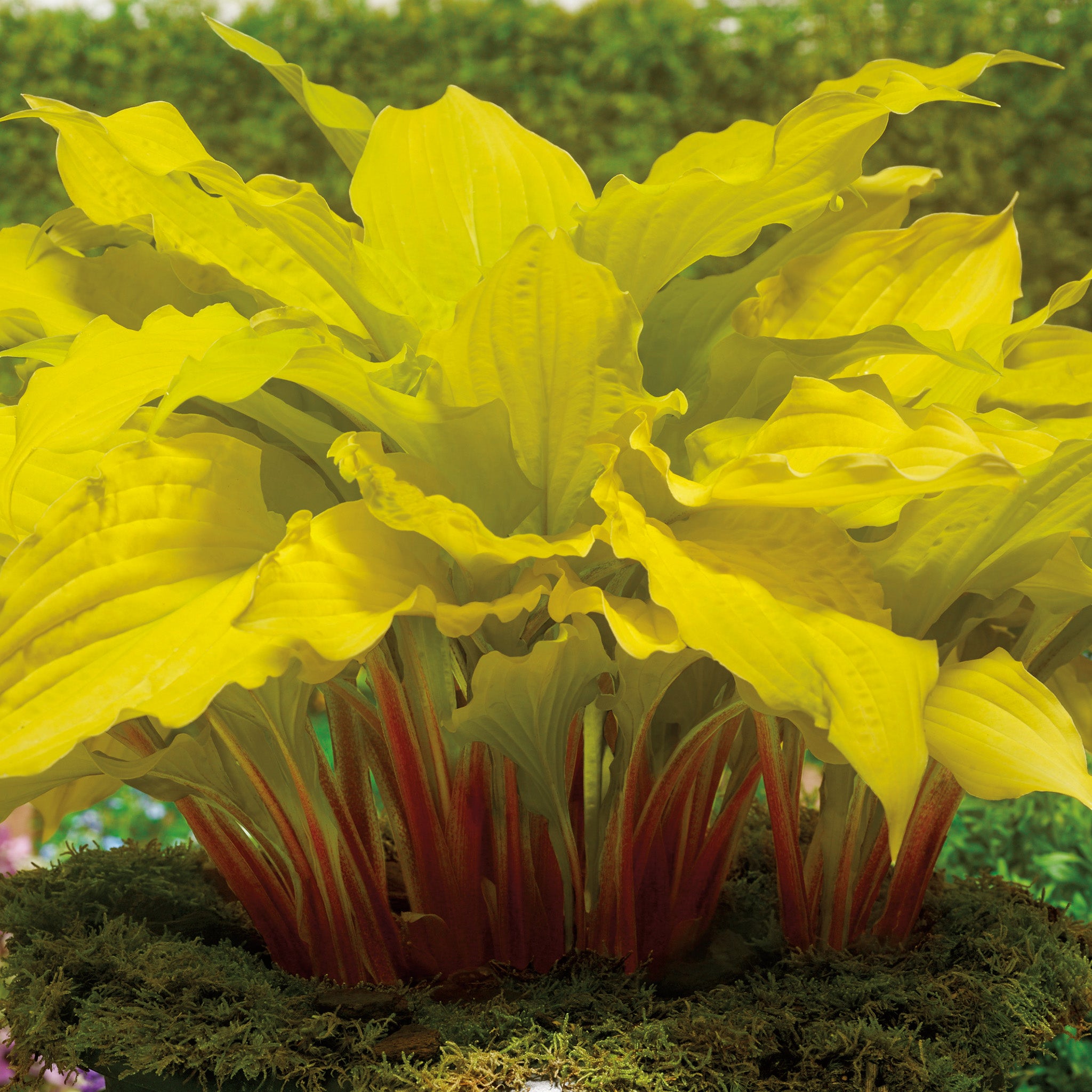 Hosta, Lipstick Blonde