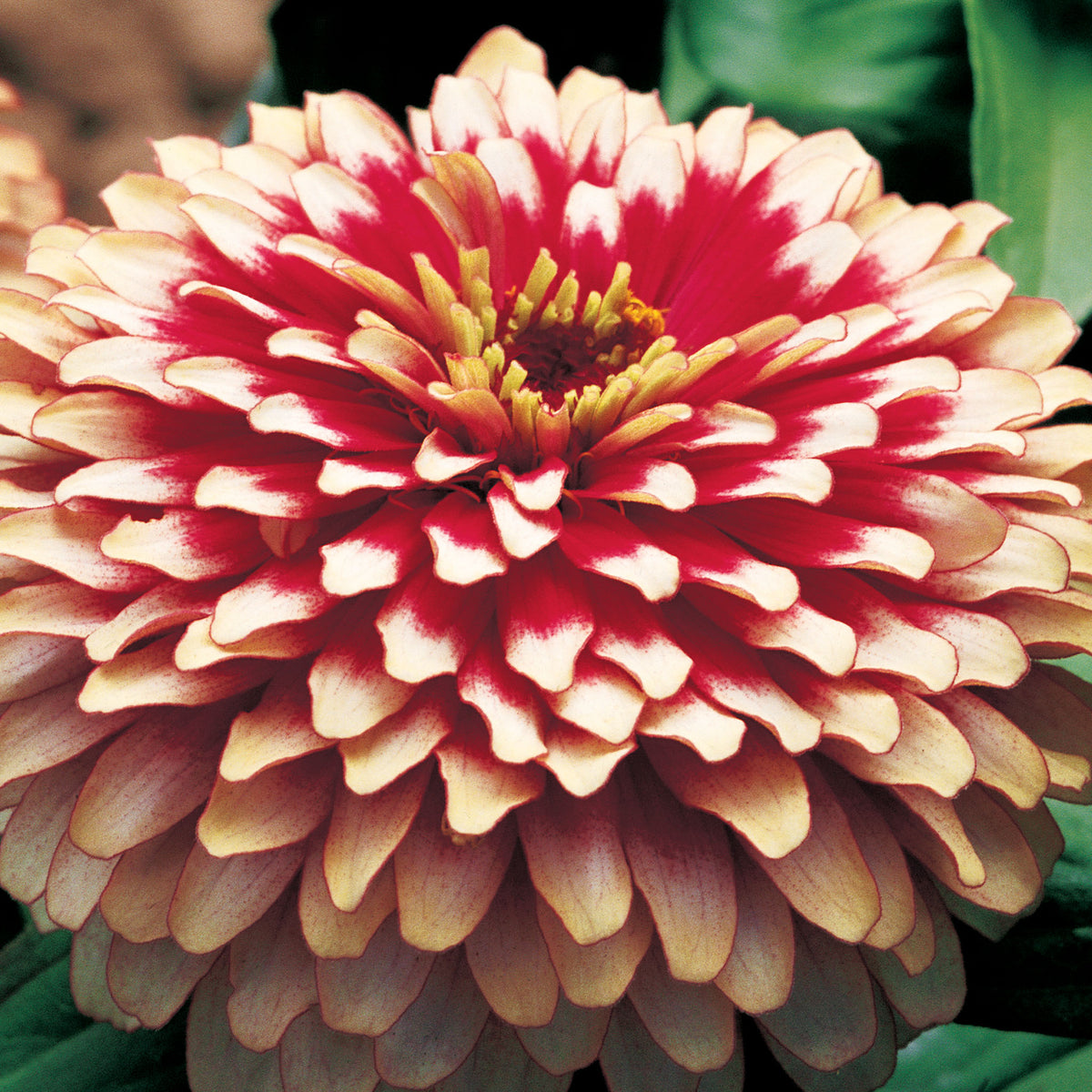 Zinnia, Swizzle™ Cherry & Ivory Hybrid