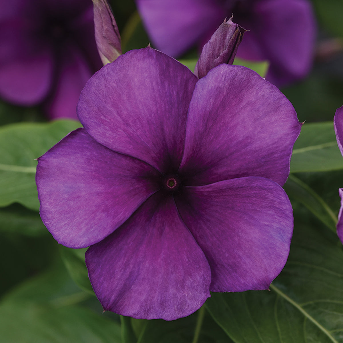 Vinca, Tattoo™ Blueberry