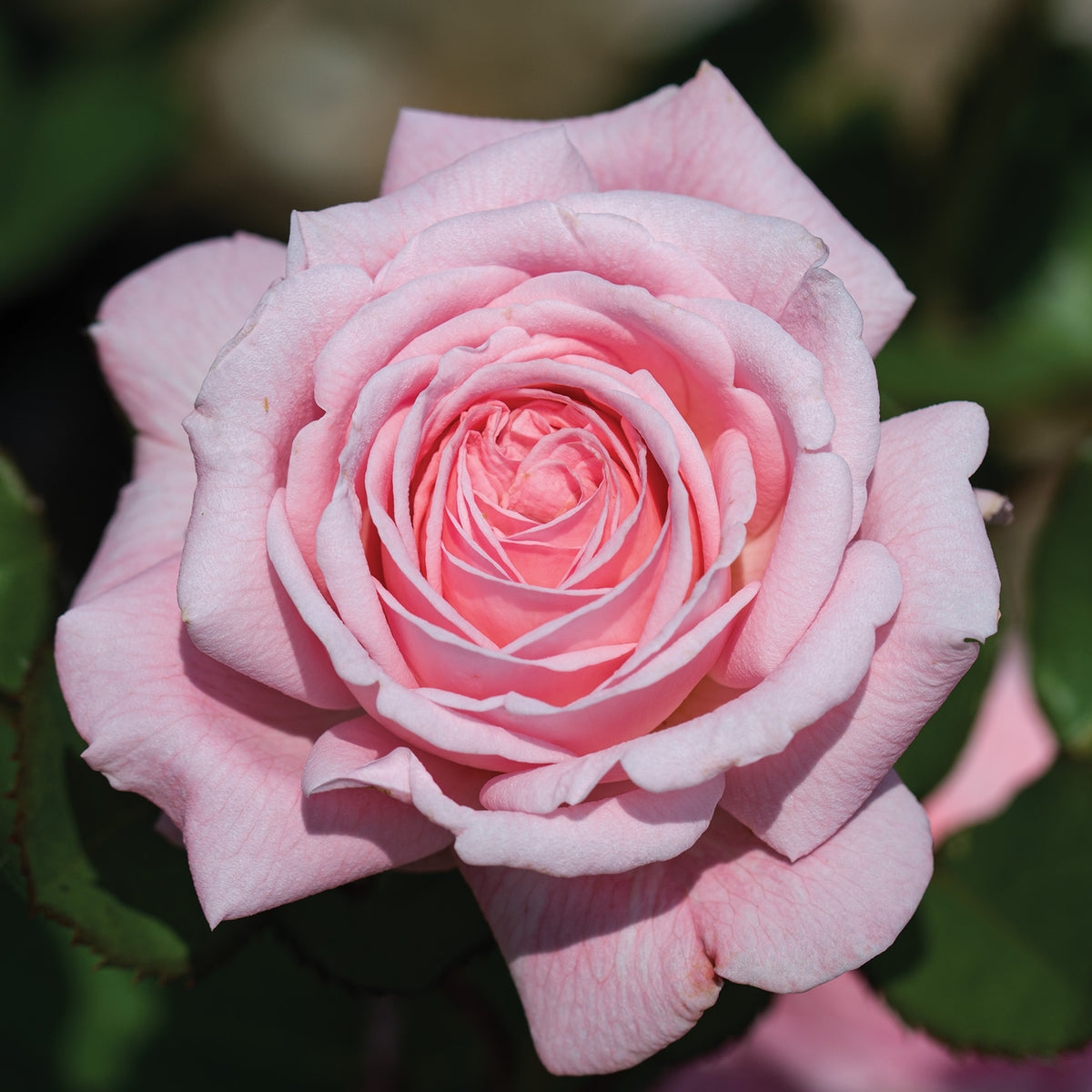 Rose, Hybrid Tea, Romantica® Ball Gown