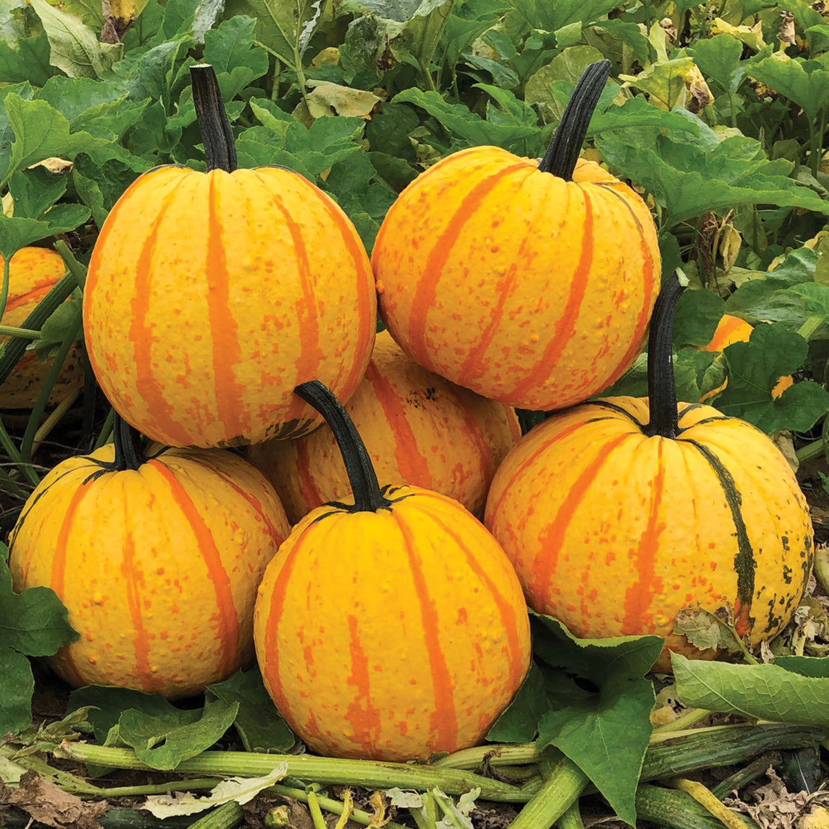Pumpkin, Fireball Hybrid