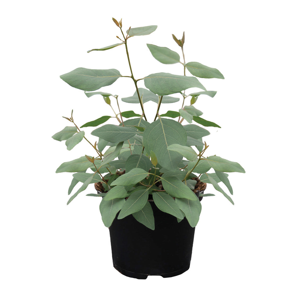 Eucalyptus, Murray