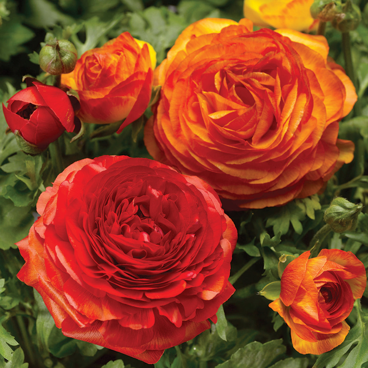 Ranunculus, Magic Fireball Hybrid