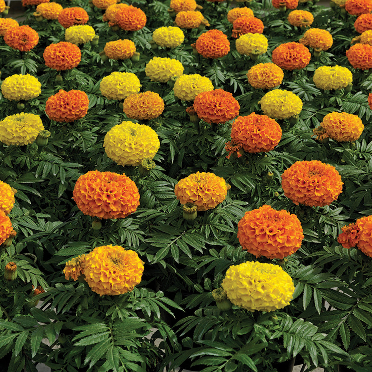 Marigold, Proud Mari Hybrid Mix