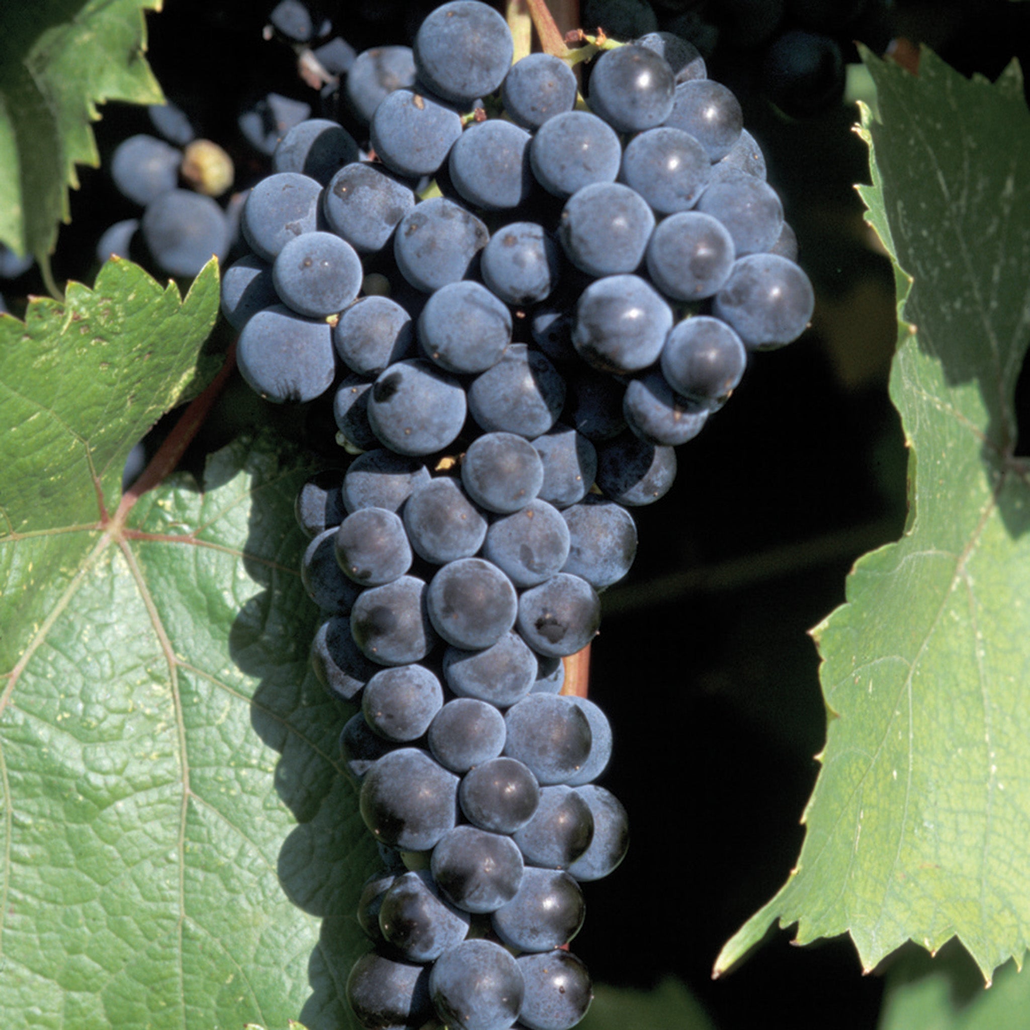 Grape, Marquette