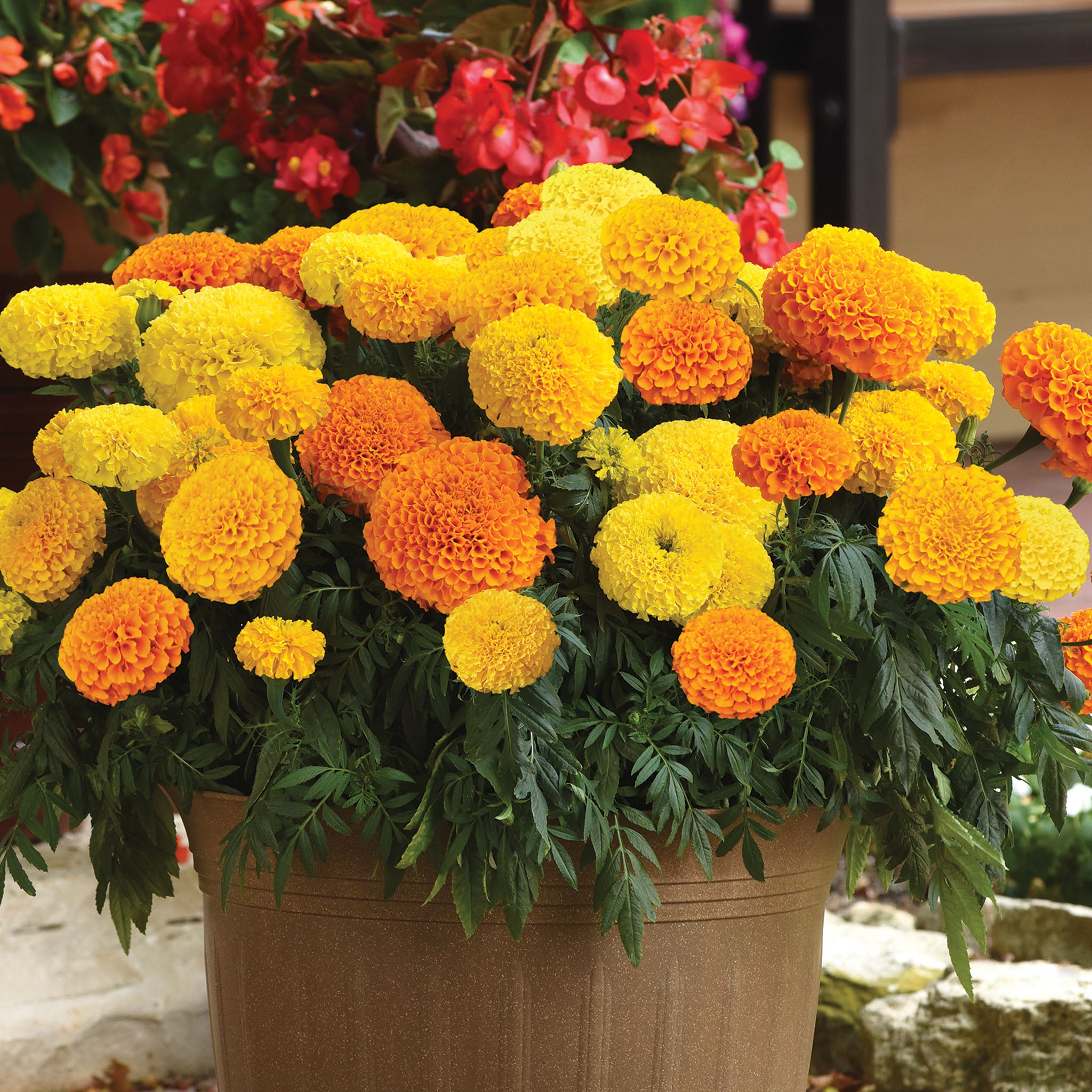 Marigold, Marvel™ II Mix Hybrid