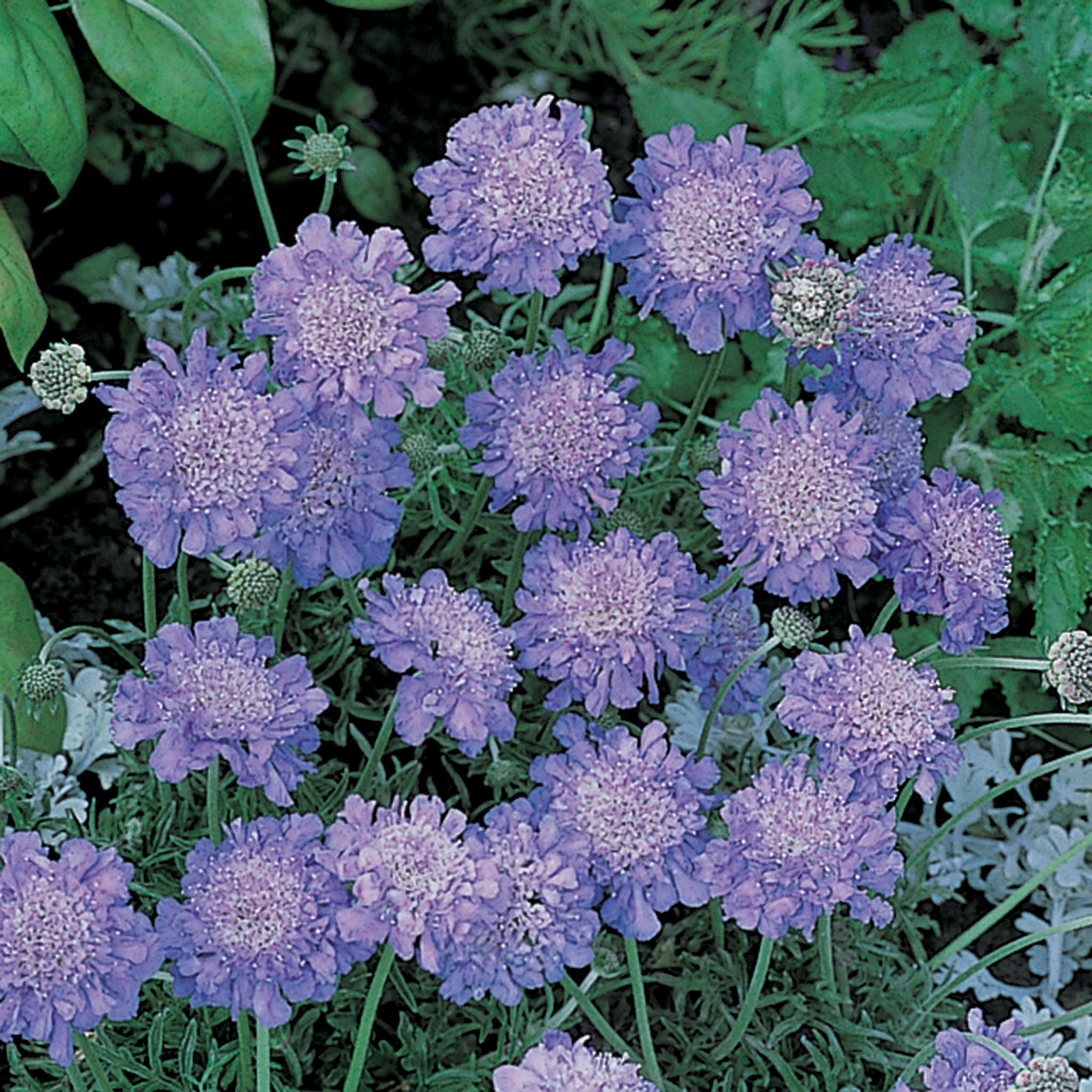 Scabiosa, Butterfly Blue