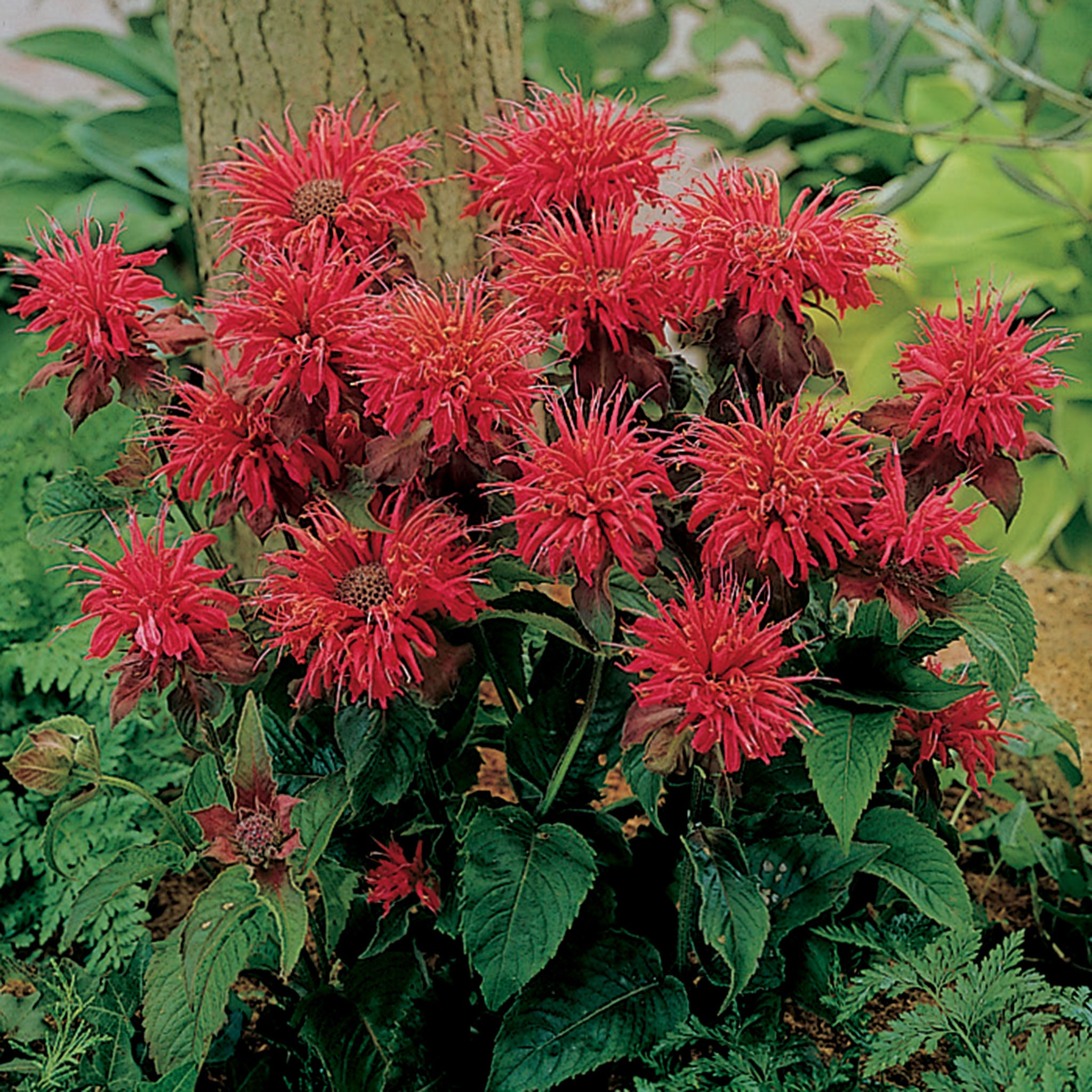 Monarda, Fireball