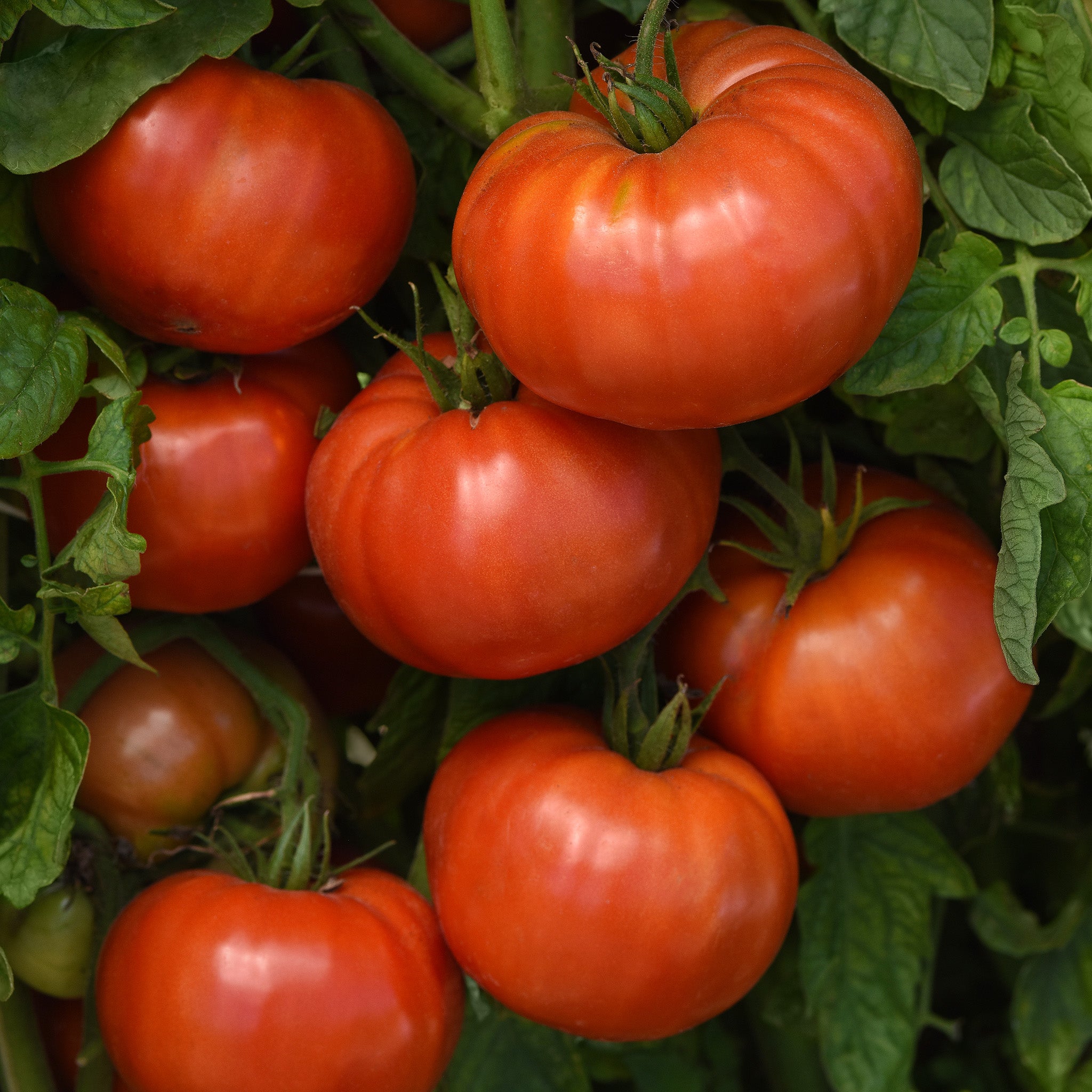 Tomato, WonderStar™ Red Hybrid