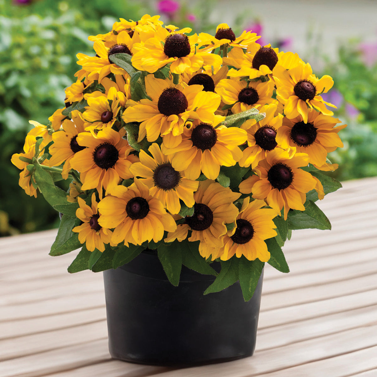 Rudbeckia, Tablemate Gold