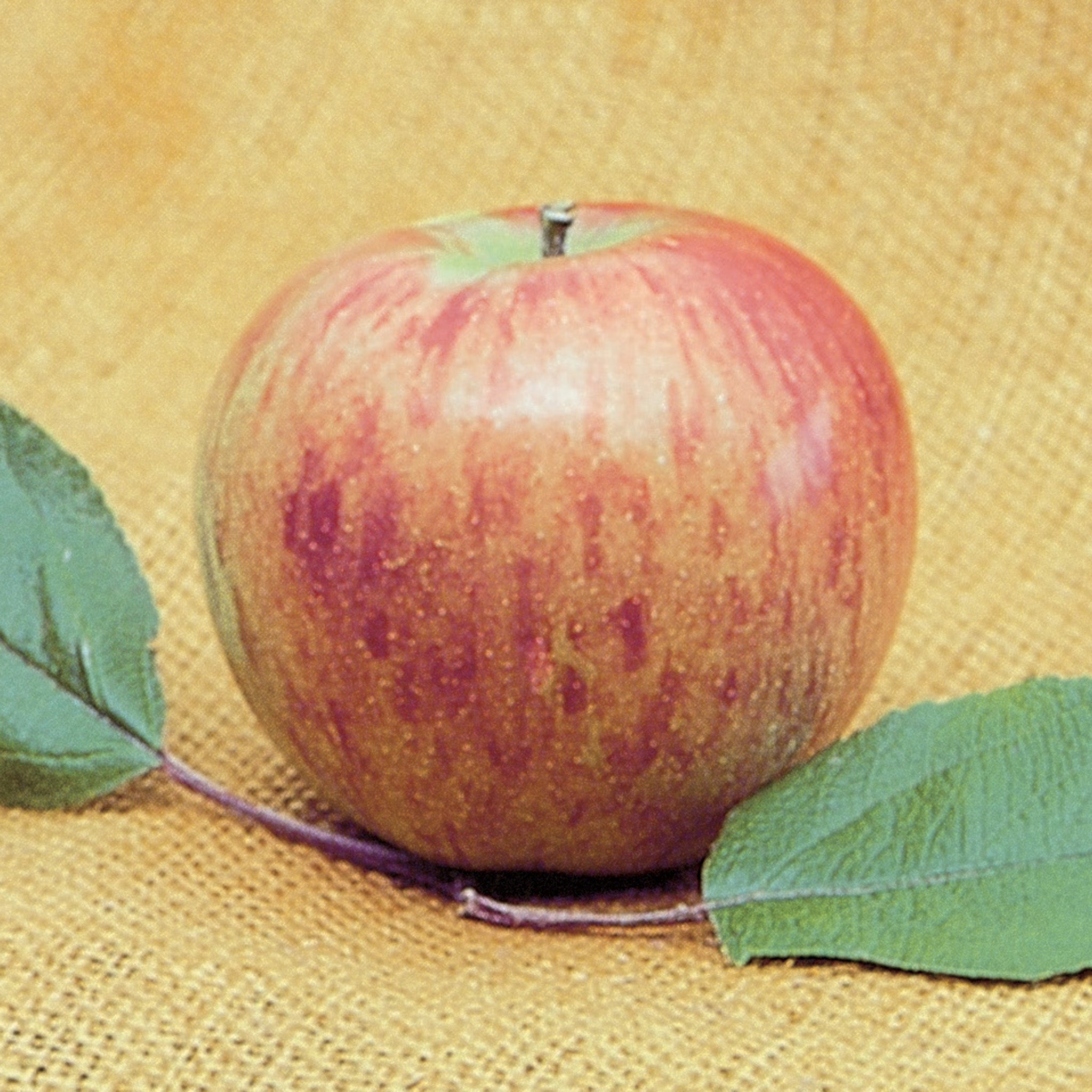 Apple, Semi-Dwarf, Bonnie Best