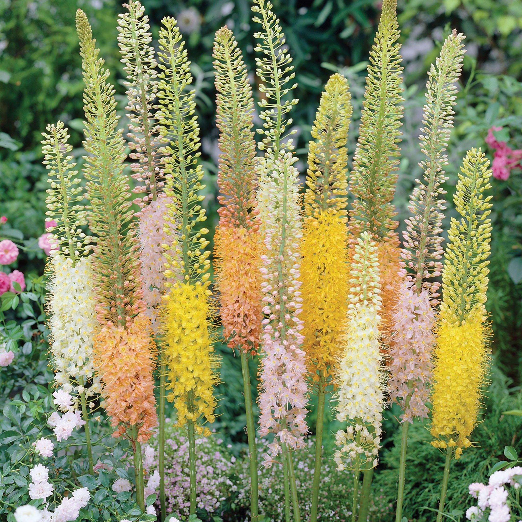 Foxtail Lily, Spring Valley Premium Mix, 5 Pack