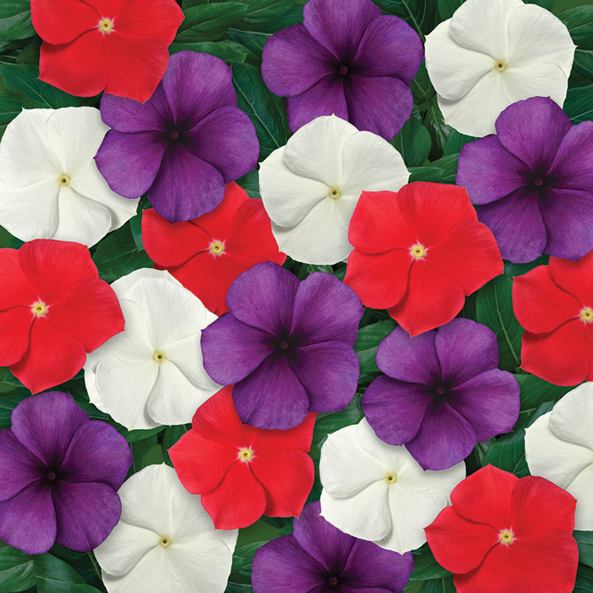Vinca, Tattoo™ American Pie Mix
