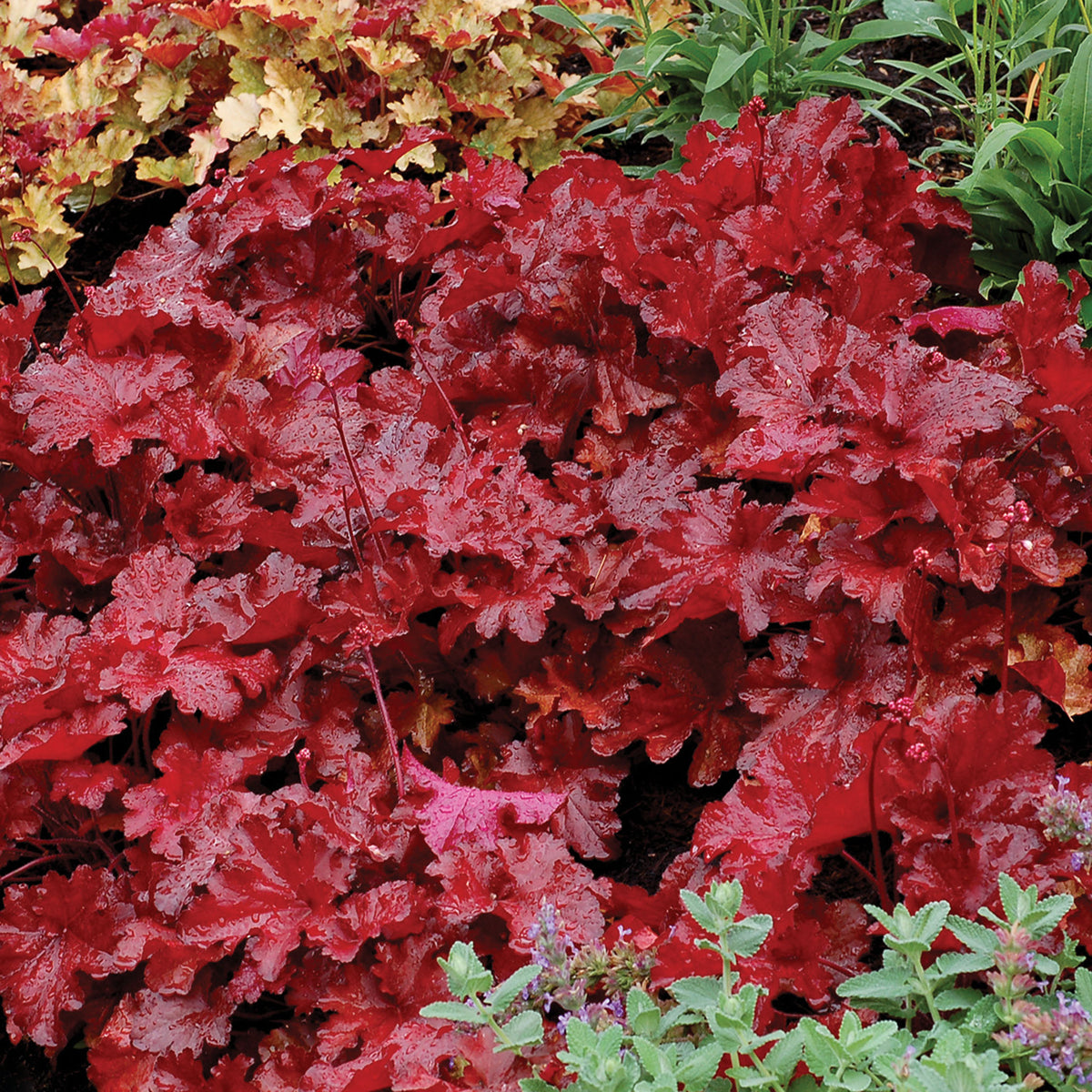 Heuchera, Forever® Red