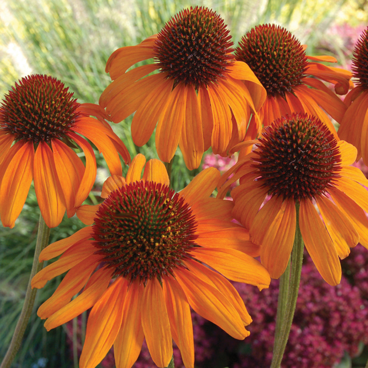 Echinacea, Prairie Pillars™ Tiki Torch