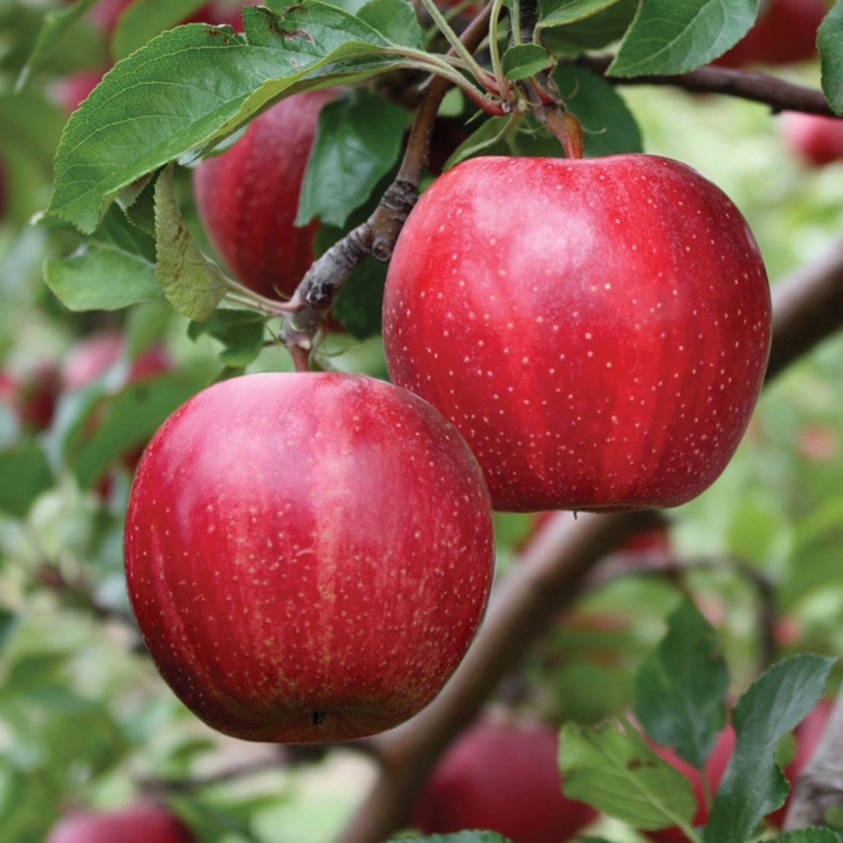 Apple, Semi-Dwarf, Buckeye Gala