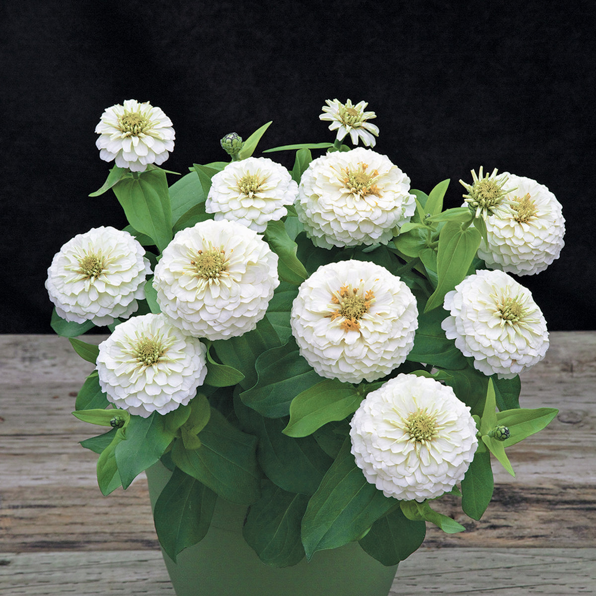 Zinnia, Preciosa™ White Hybrid