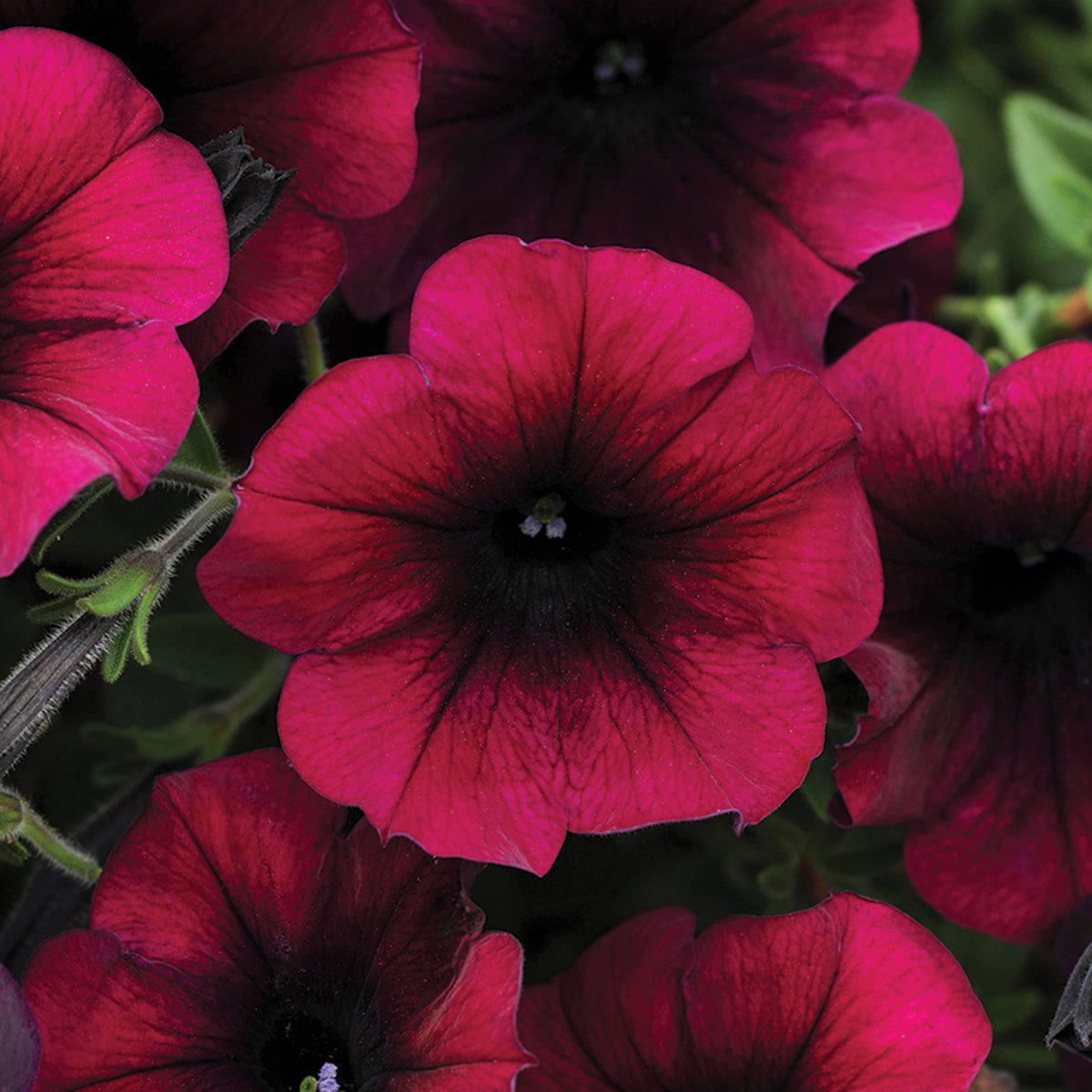 Petunia, Easy Wave® Burgundy Velour Hybrid