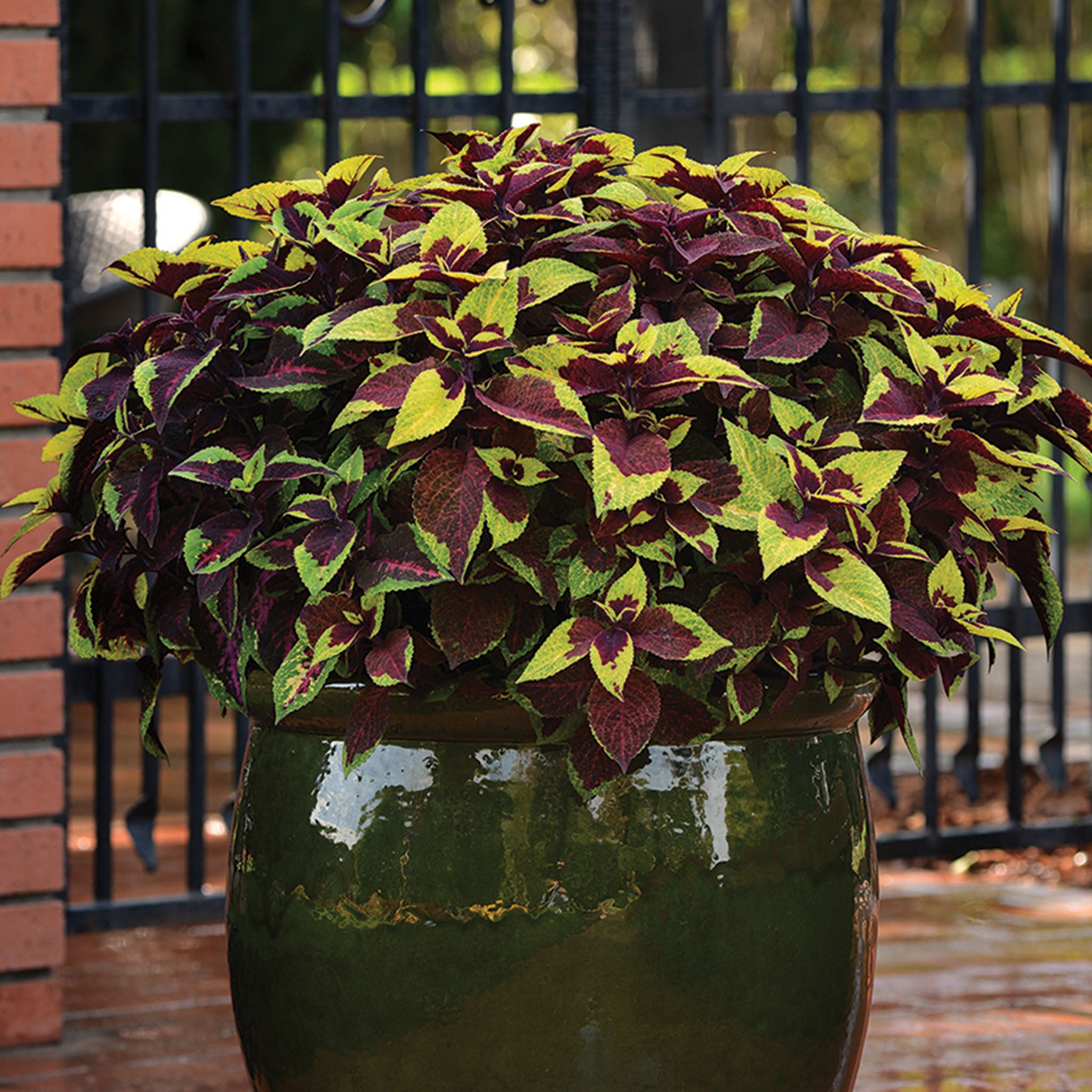 Coleus, Premium Sun Pineapple Surprise
