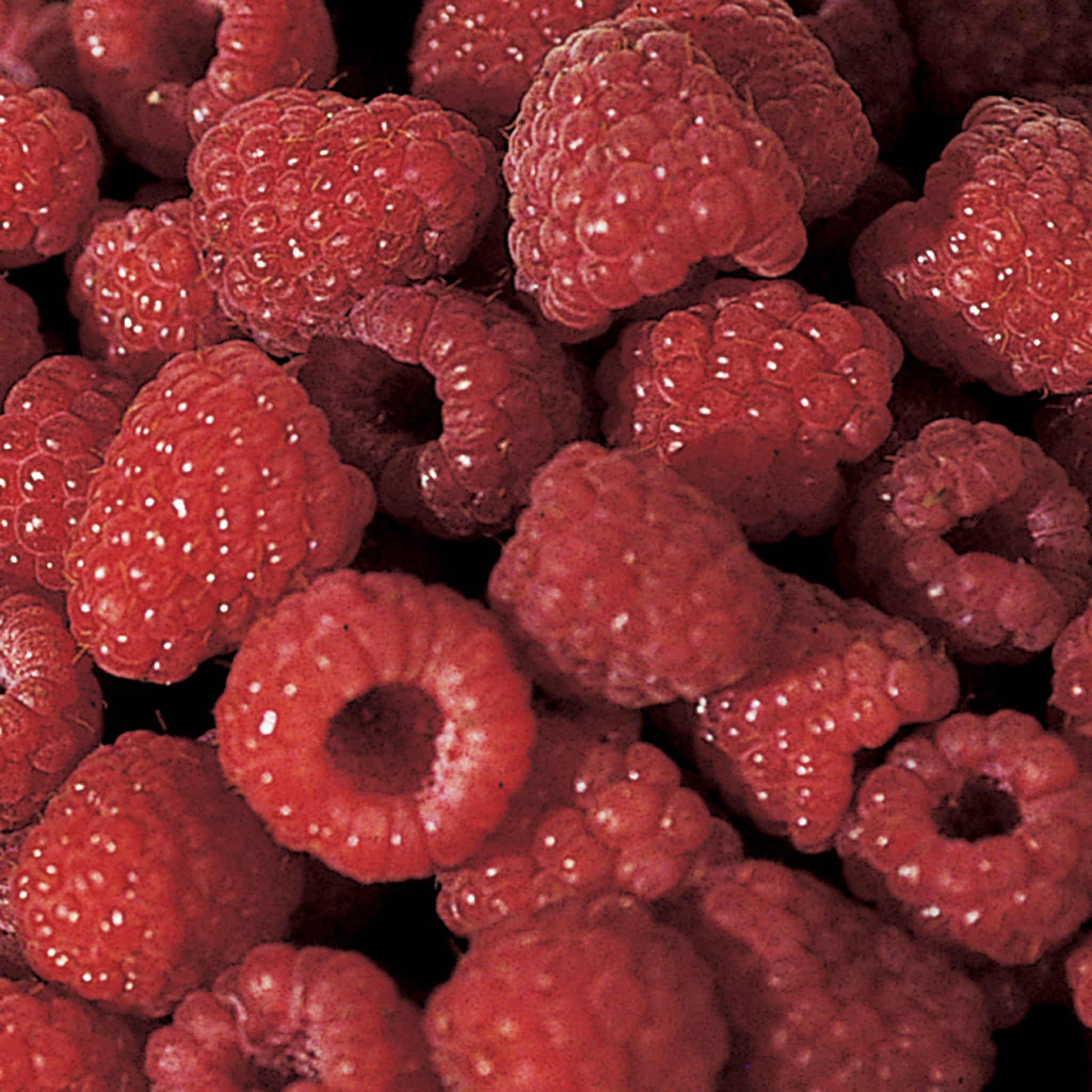 Raspberry, Summer-Bearing, Boyne