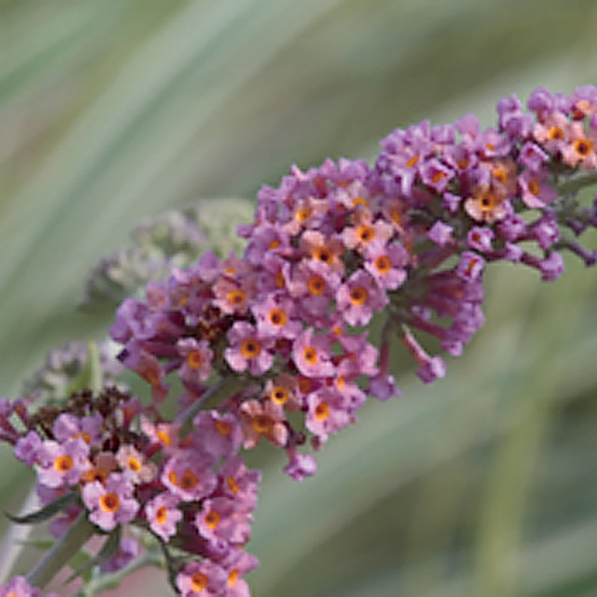Butterfly Bush, Bicolor