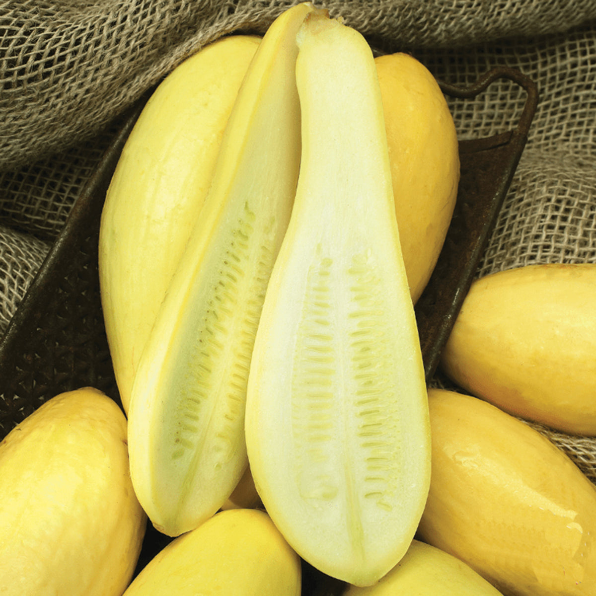 Squash, Summer, Early Prolific