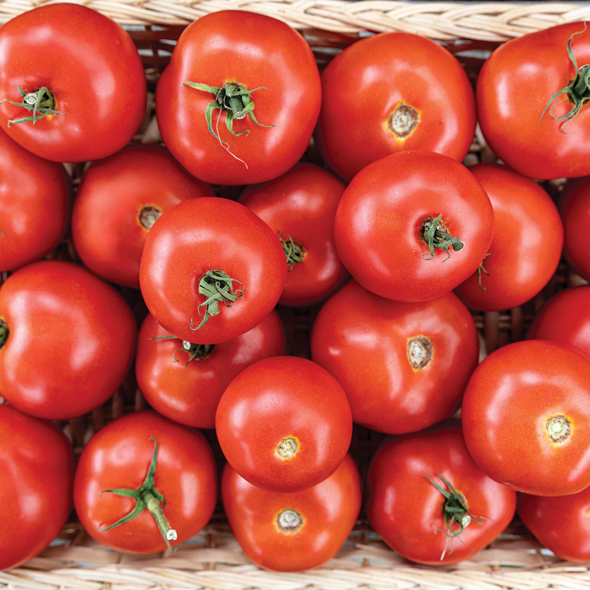 Tomato, Early Doll Hybrid