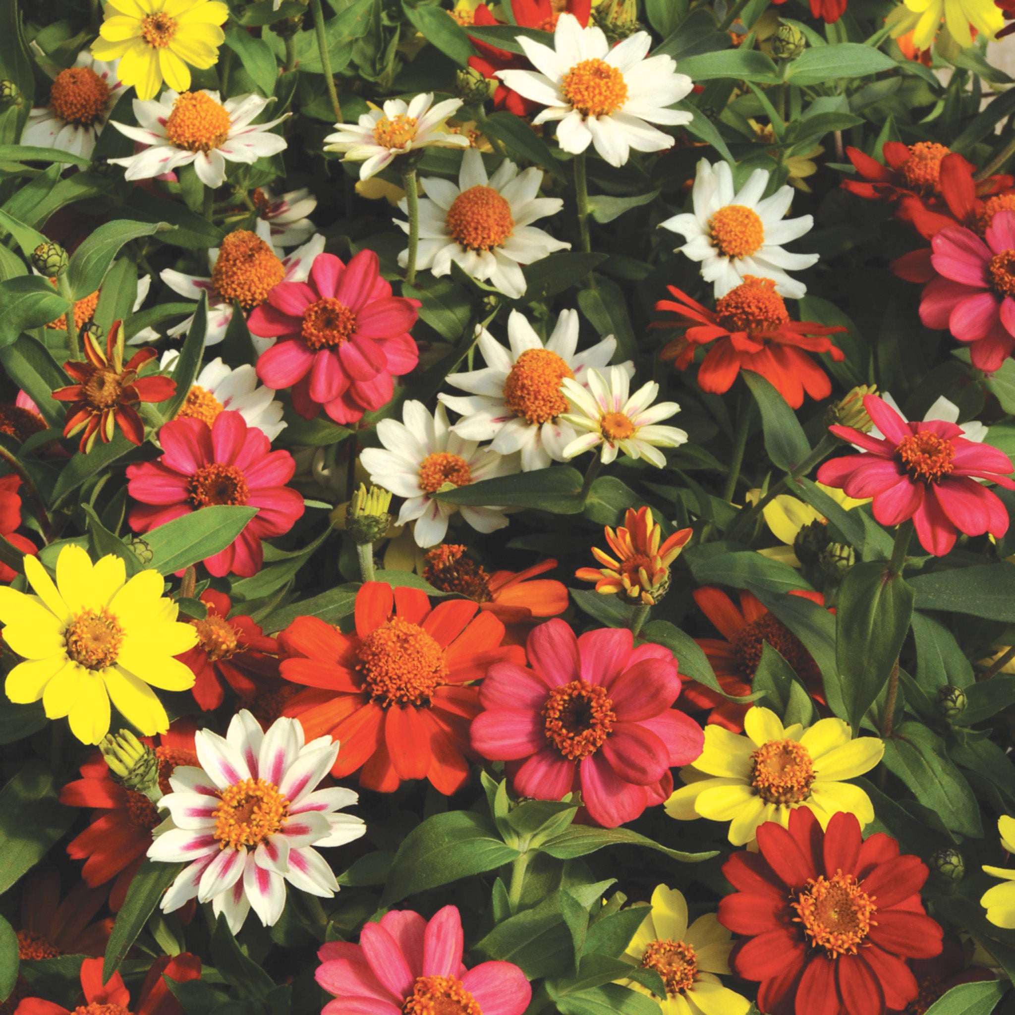 Zinnia, Zahara® Mix