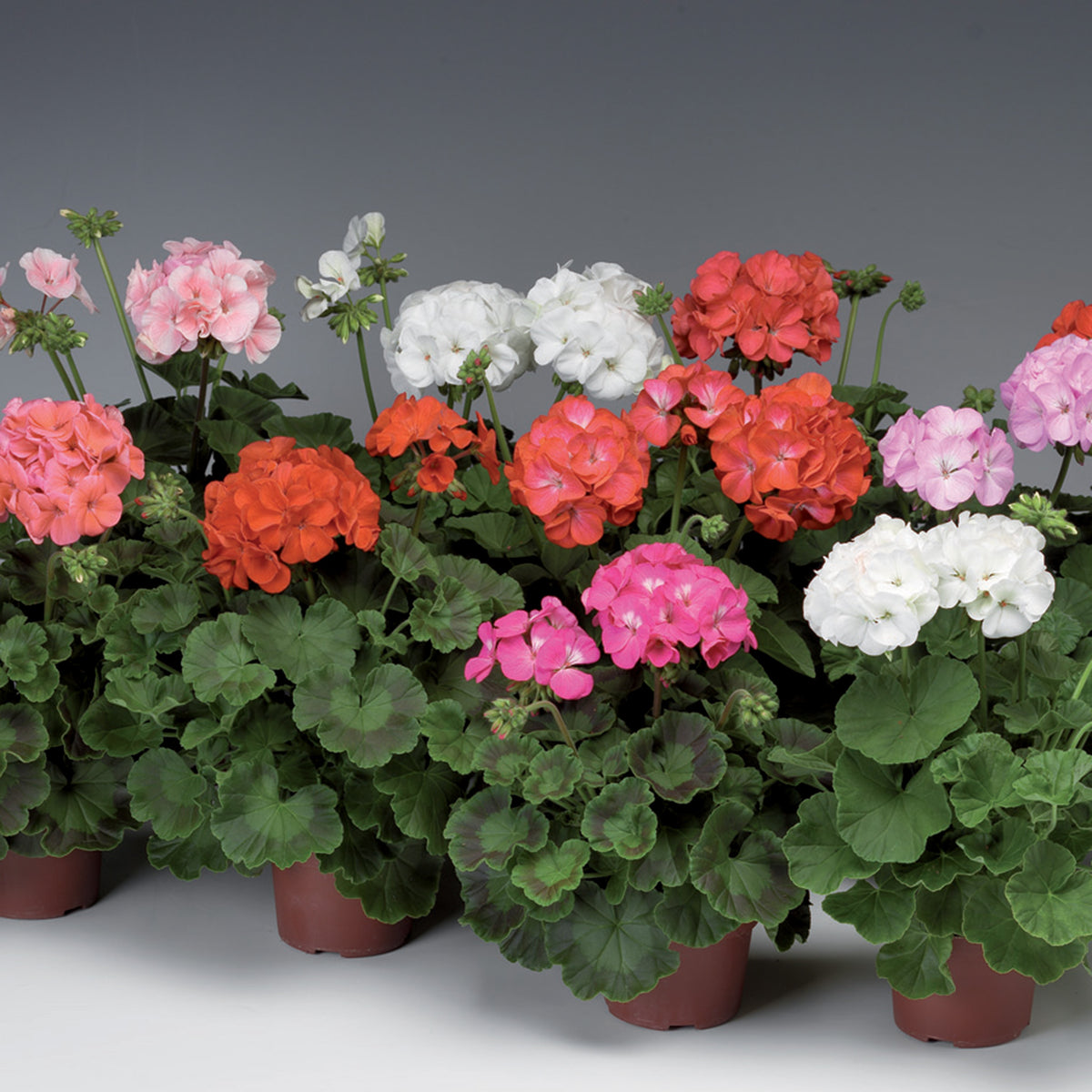Geranium, Pinto™ Premium Mix Hybrid