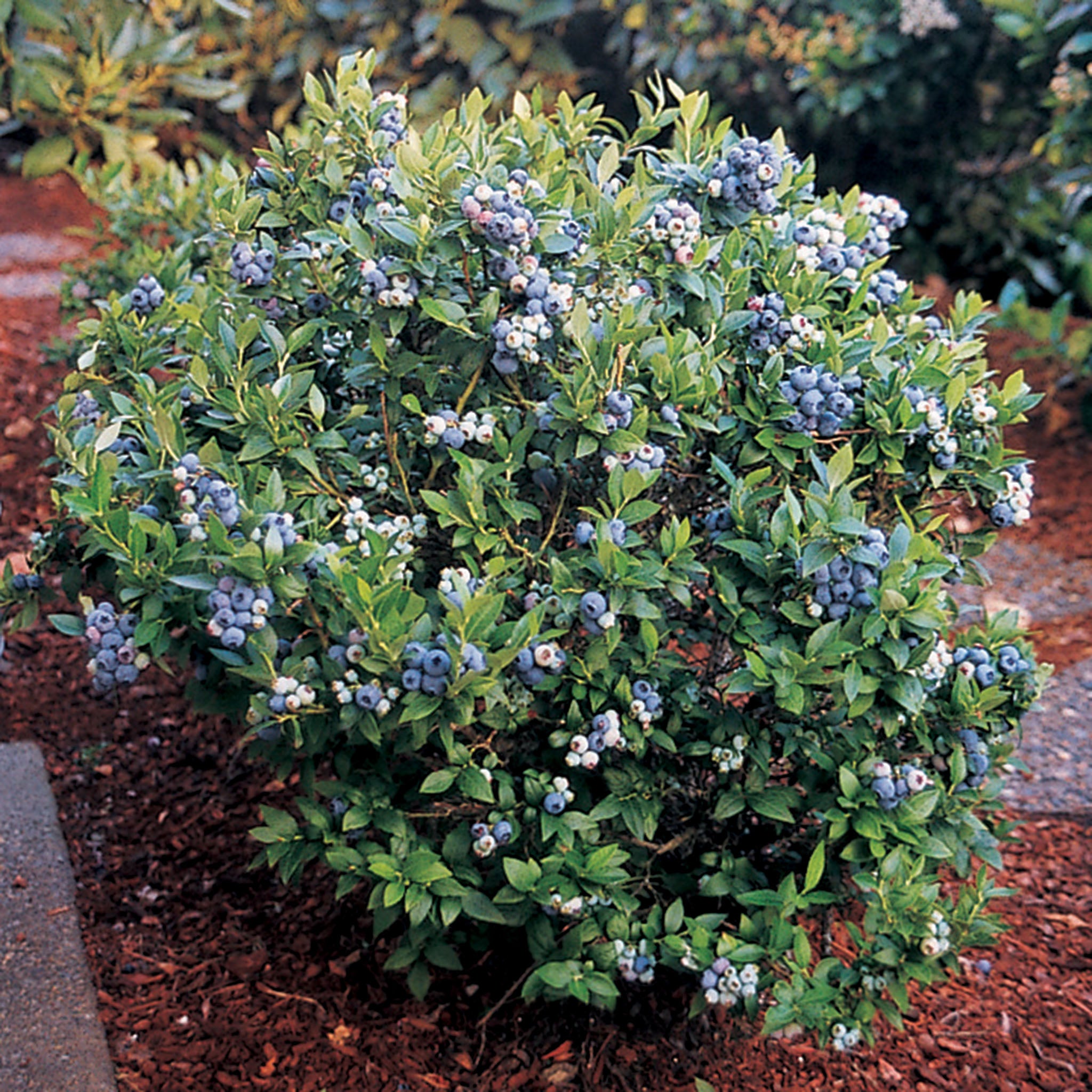 Blueberry, Dwarf Top Hat