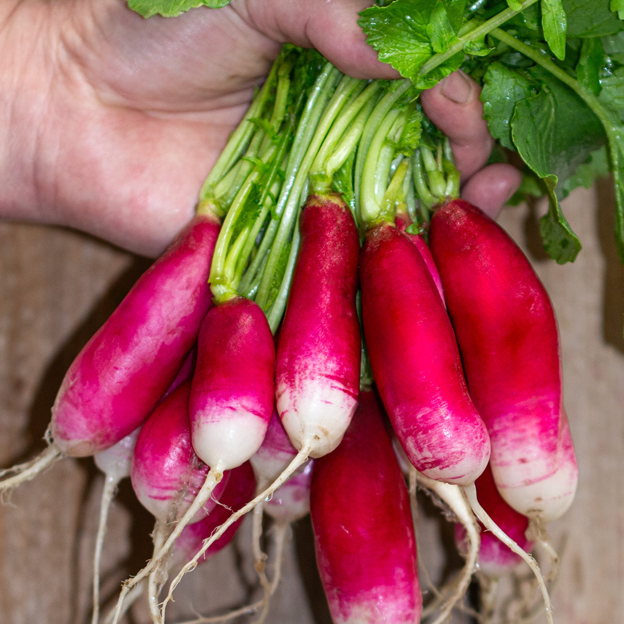 Radish, French Breakfast