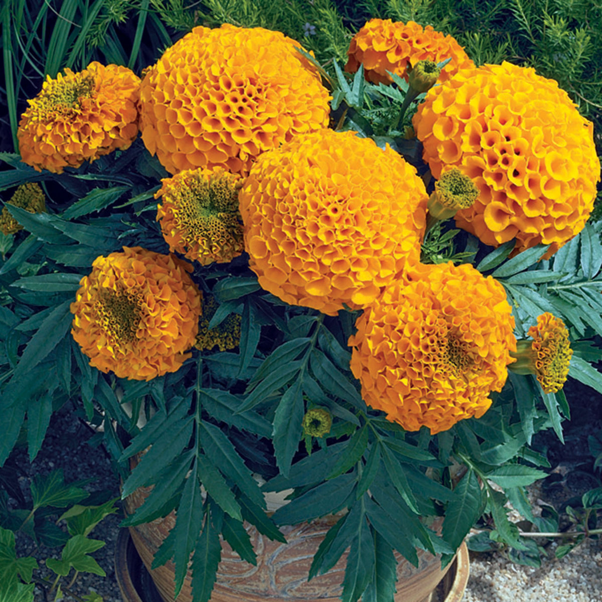 Marigold, Antigua™ Orange Hybrid